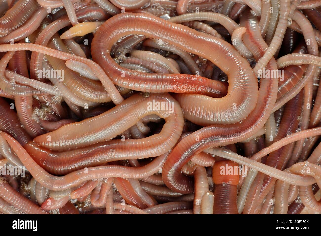 Earthworms for loosening the soil and for bait fishing. Top view
