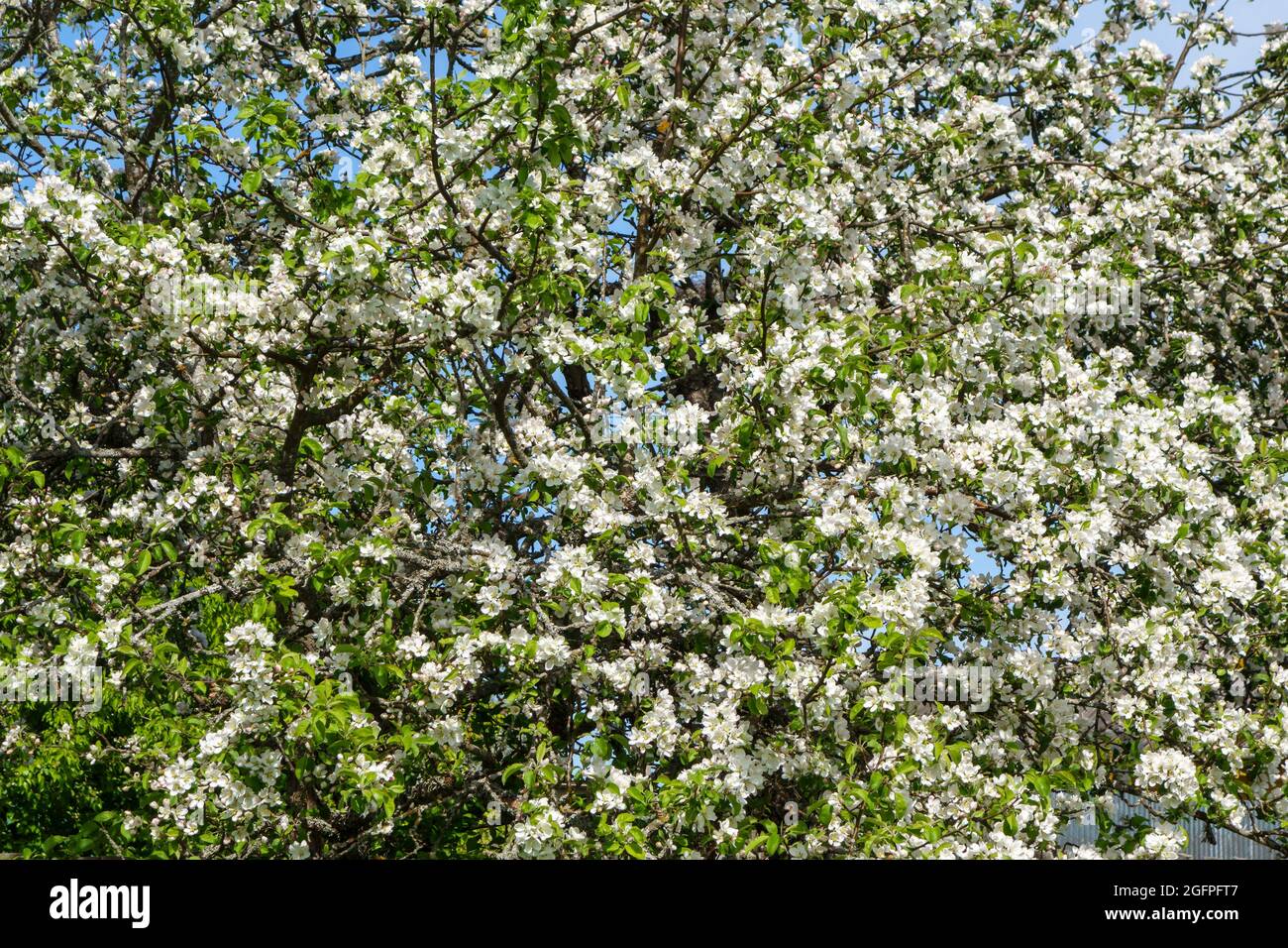 Blooming apple tree in spring, beautiful spring landscape Stock Photo ...
