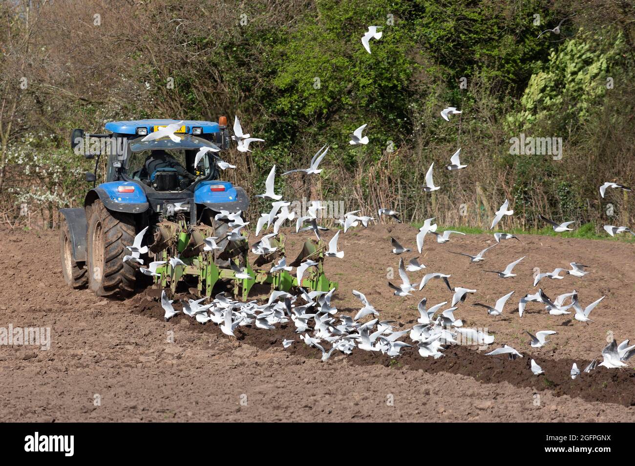 Birds eating seeds soil hires stock photography and images Alamy