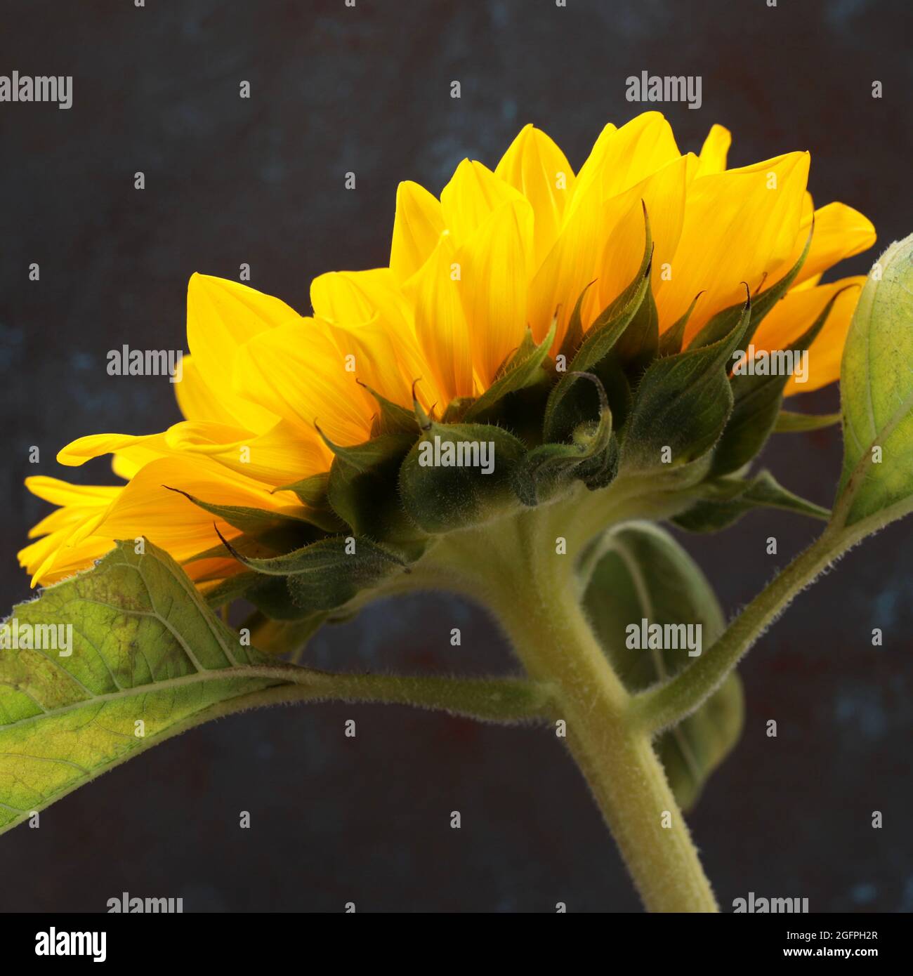 Sunflower isolated on dark background. Selective focus. Close-up. Stock Photo