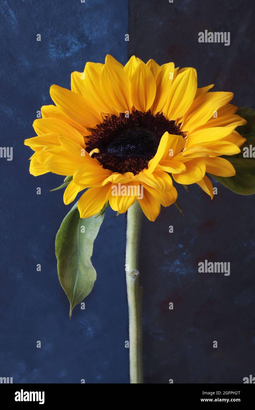 Sunflower isolated on dark background. Selective focus. Close-up. Stock Photo