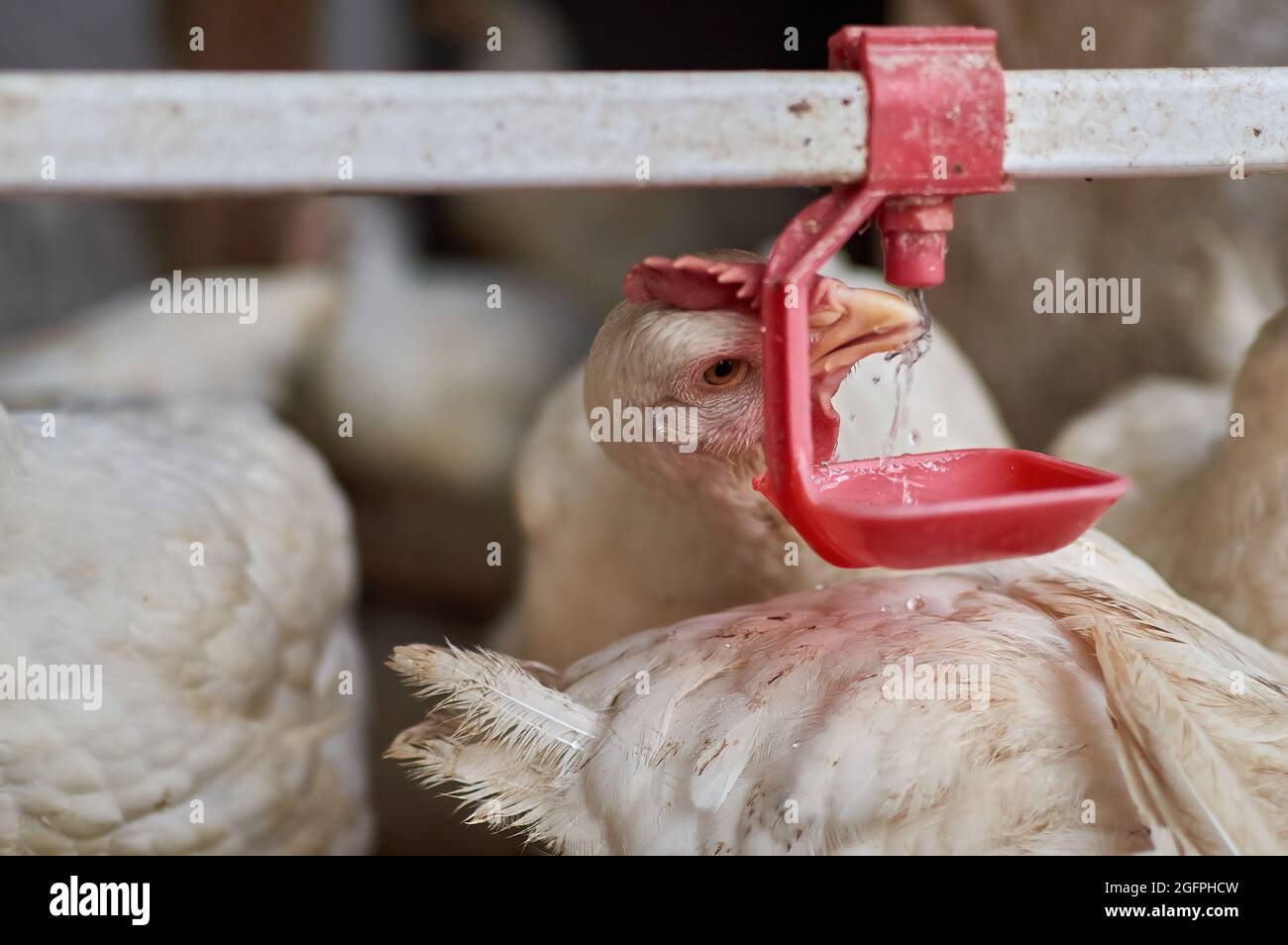 Free range broiler Chickens drinking water by automatic nipple drinker