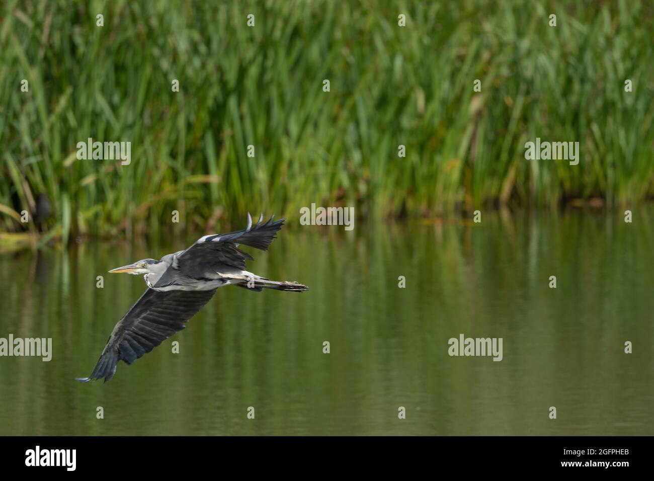 Grey Heron in flight over water Stock Photo