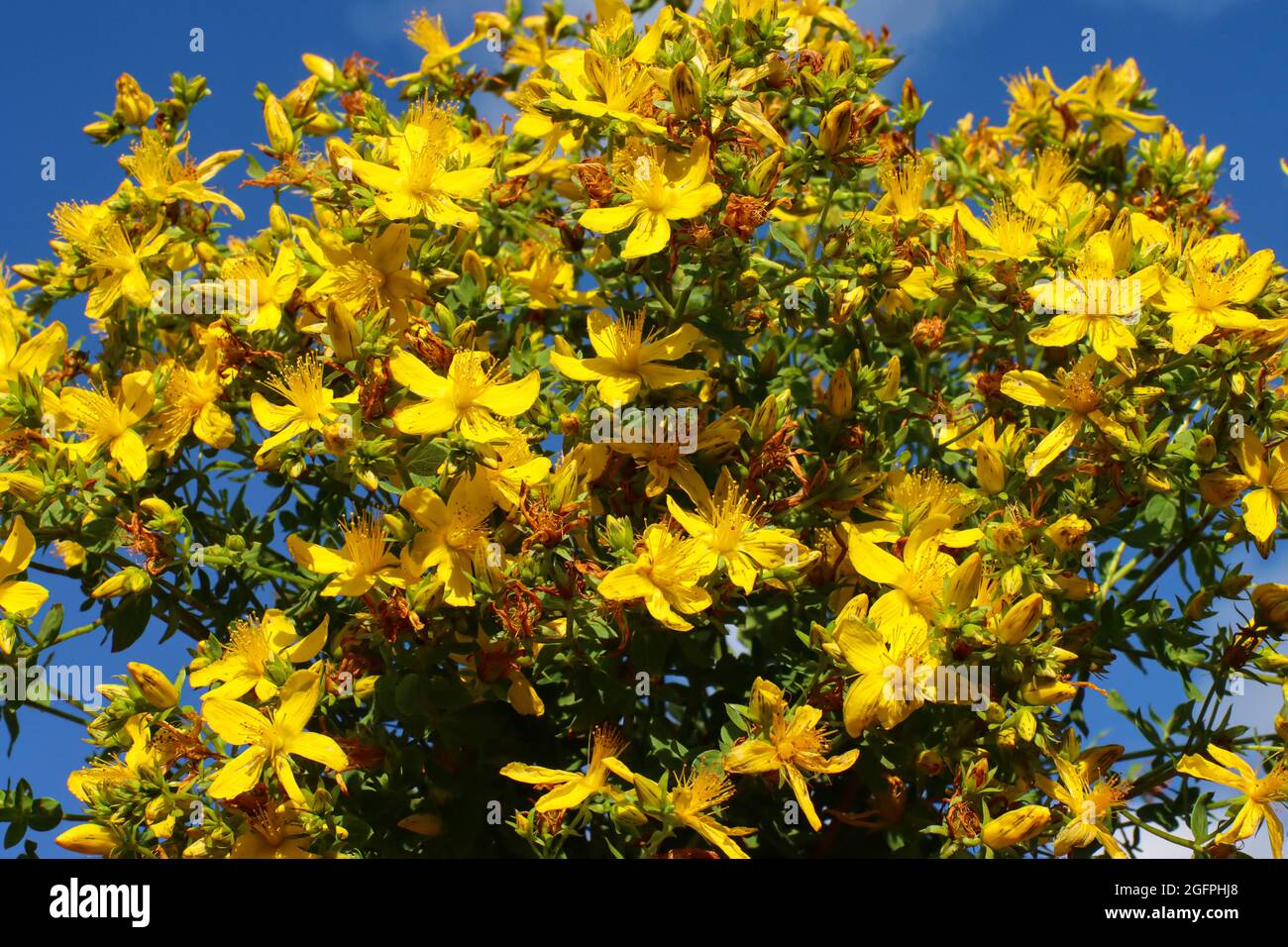 Hypericum perforatum L. wort medicinal medicinal plant, macro close-up. Stock Photo