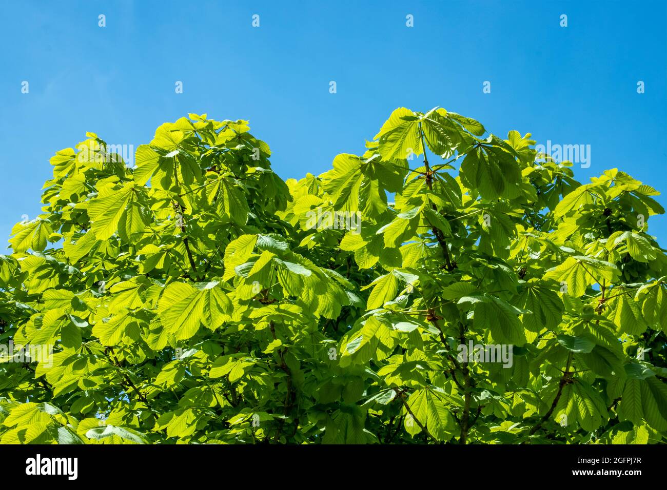 Green chestnut leaves against the blue sky, glow in the sun. Stock Photo