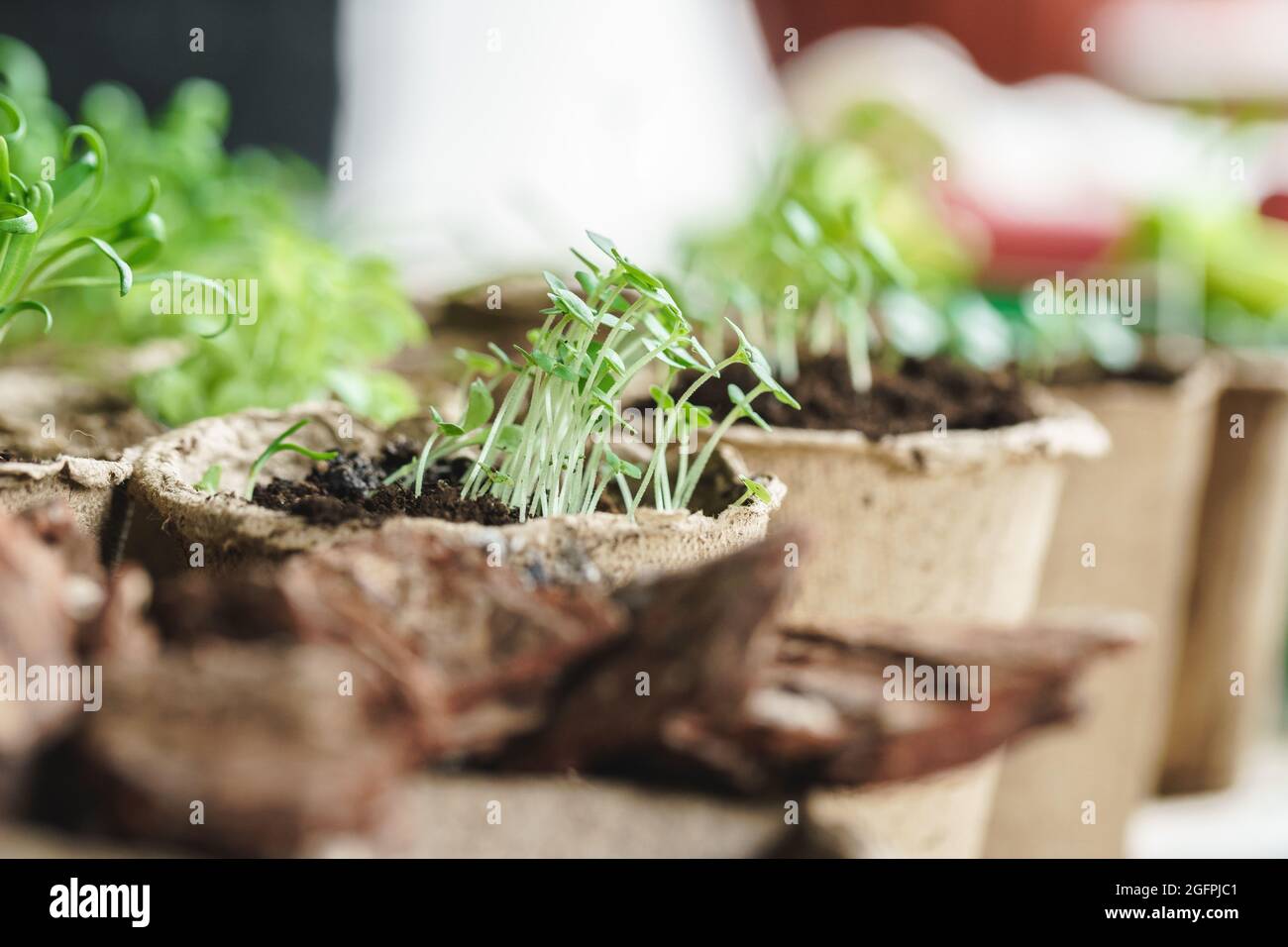 plant in seedling peat pot on a wooden table Stock Photo - Alamy