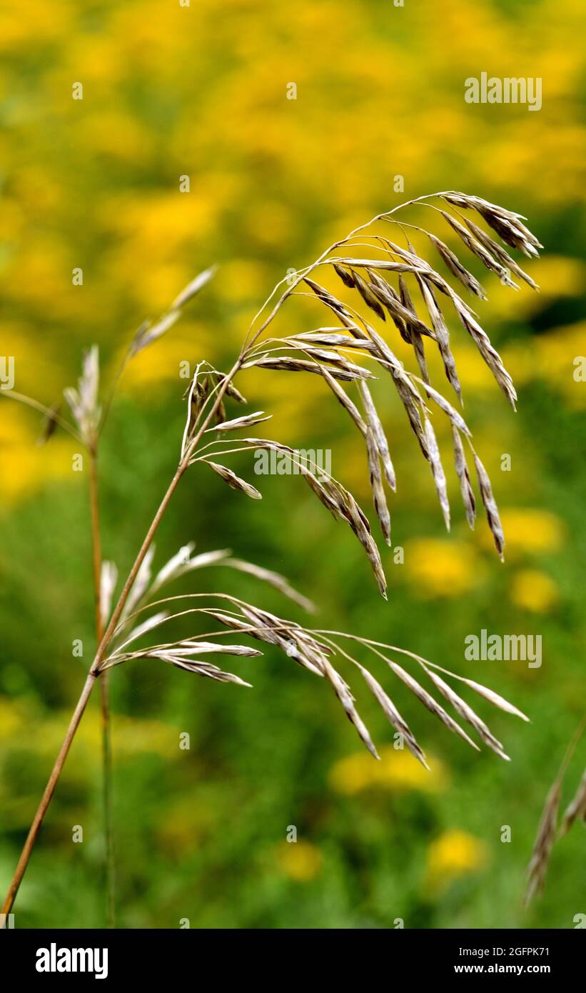 Smooth Brome grass (Bromus inermis) with a background of yellow goldenrod (Solidago). Stock Photo