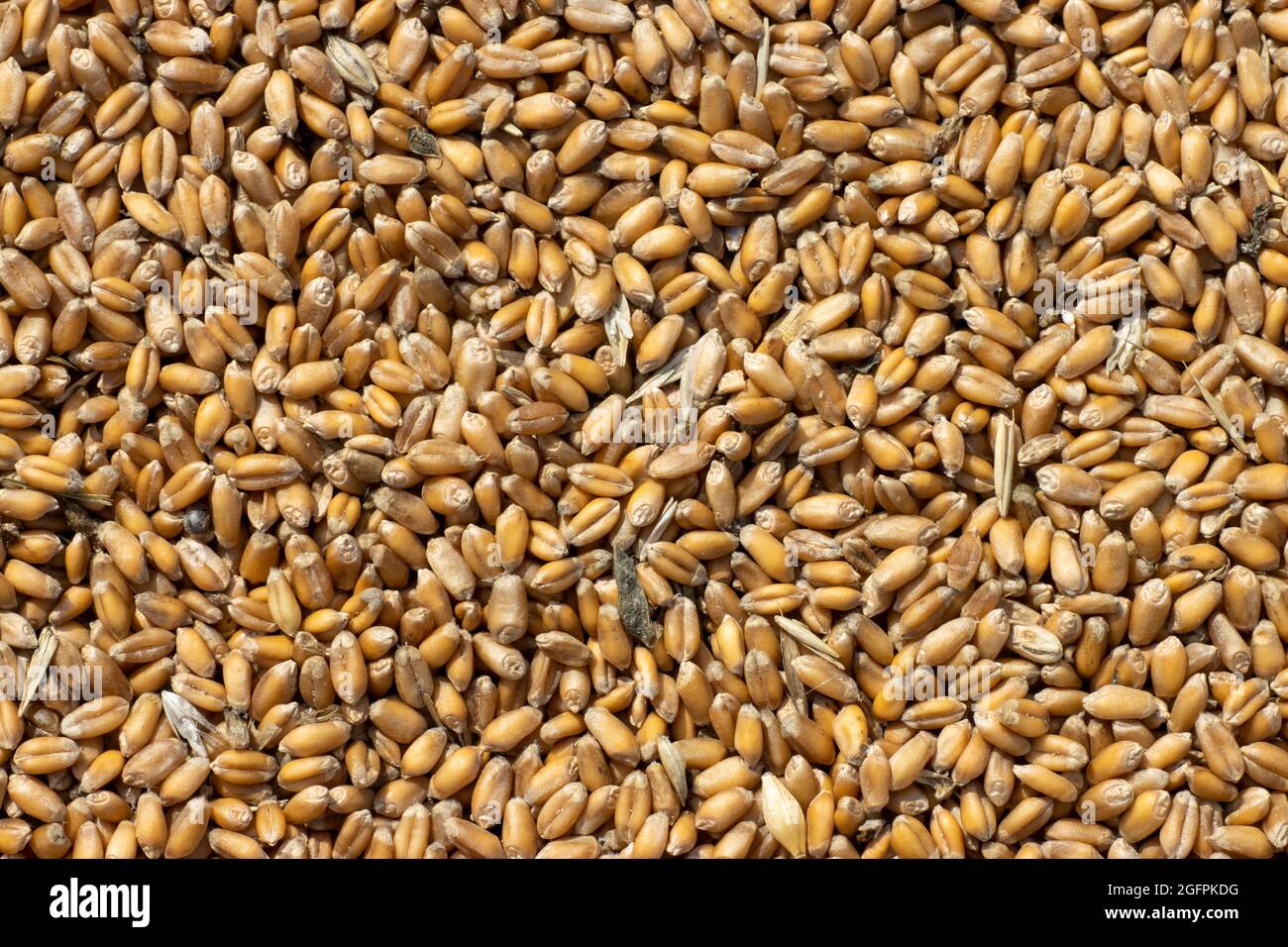 Uncleaned unsorted grain with debris after being harvested by a combine. Stock Photo