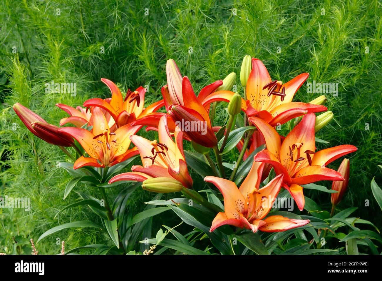 Orange lilies bloom in the garden, floral background for design. Beautiful landscape for postcard, calendar, banner and packing. Stock Photo