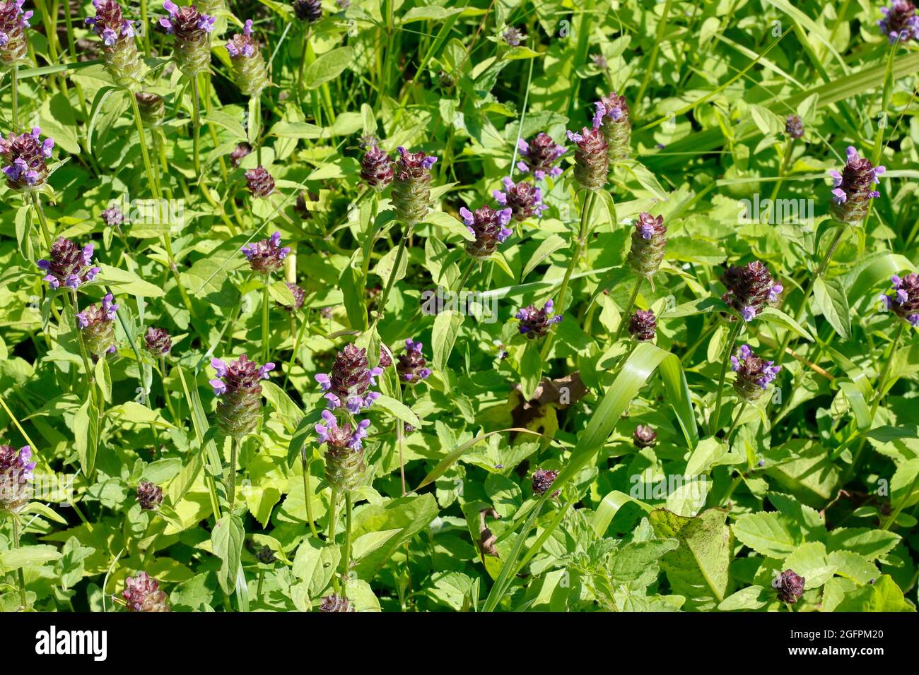 Prunella is a herbal medicine with healing properties. Stock Photo