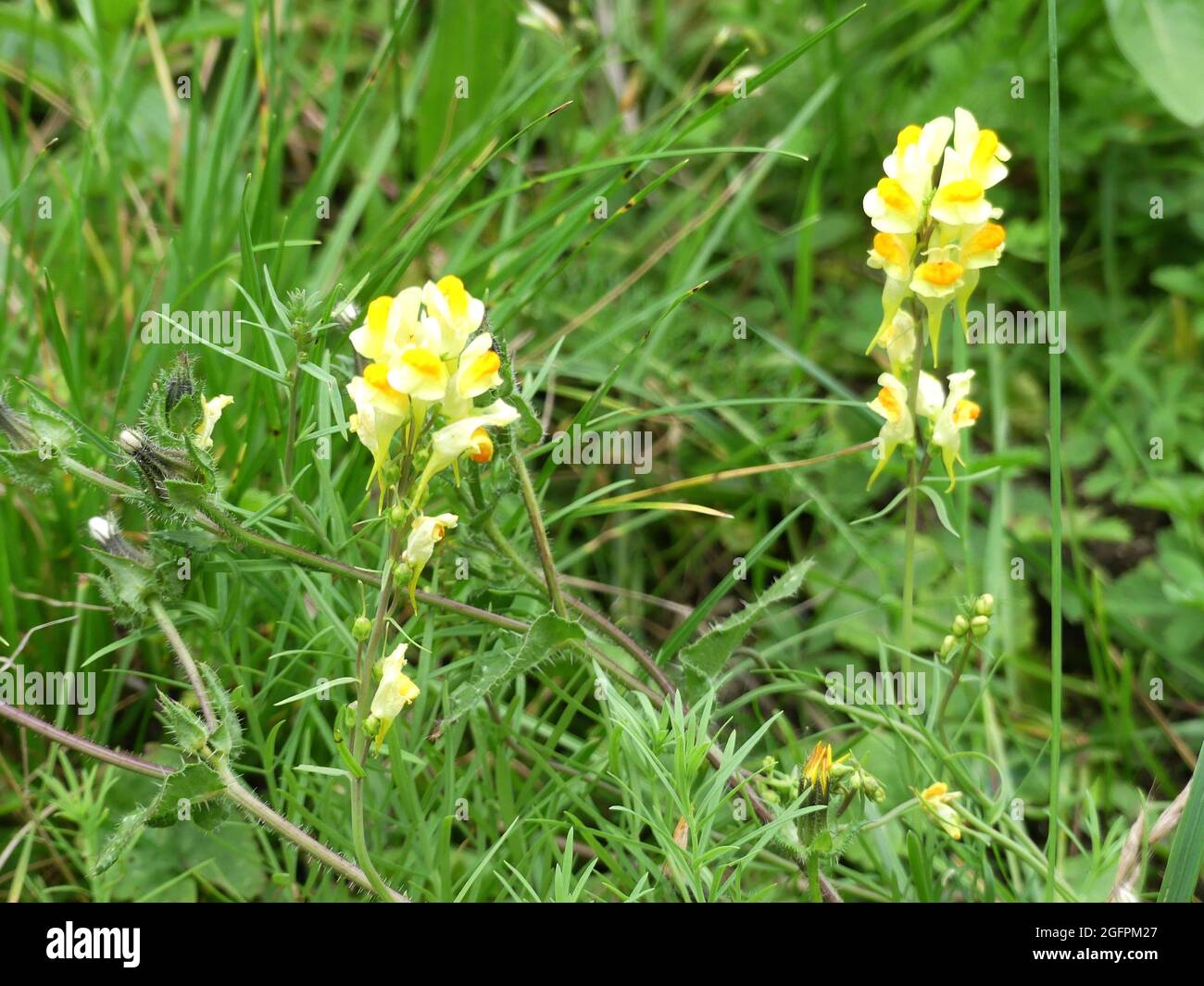 YELLOW TOADFLAX Linaria vulgaris  Photo: Tony Gale Stock Photo