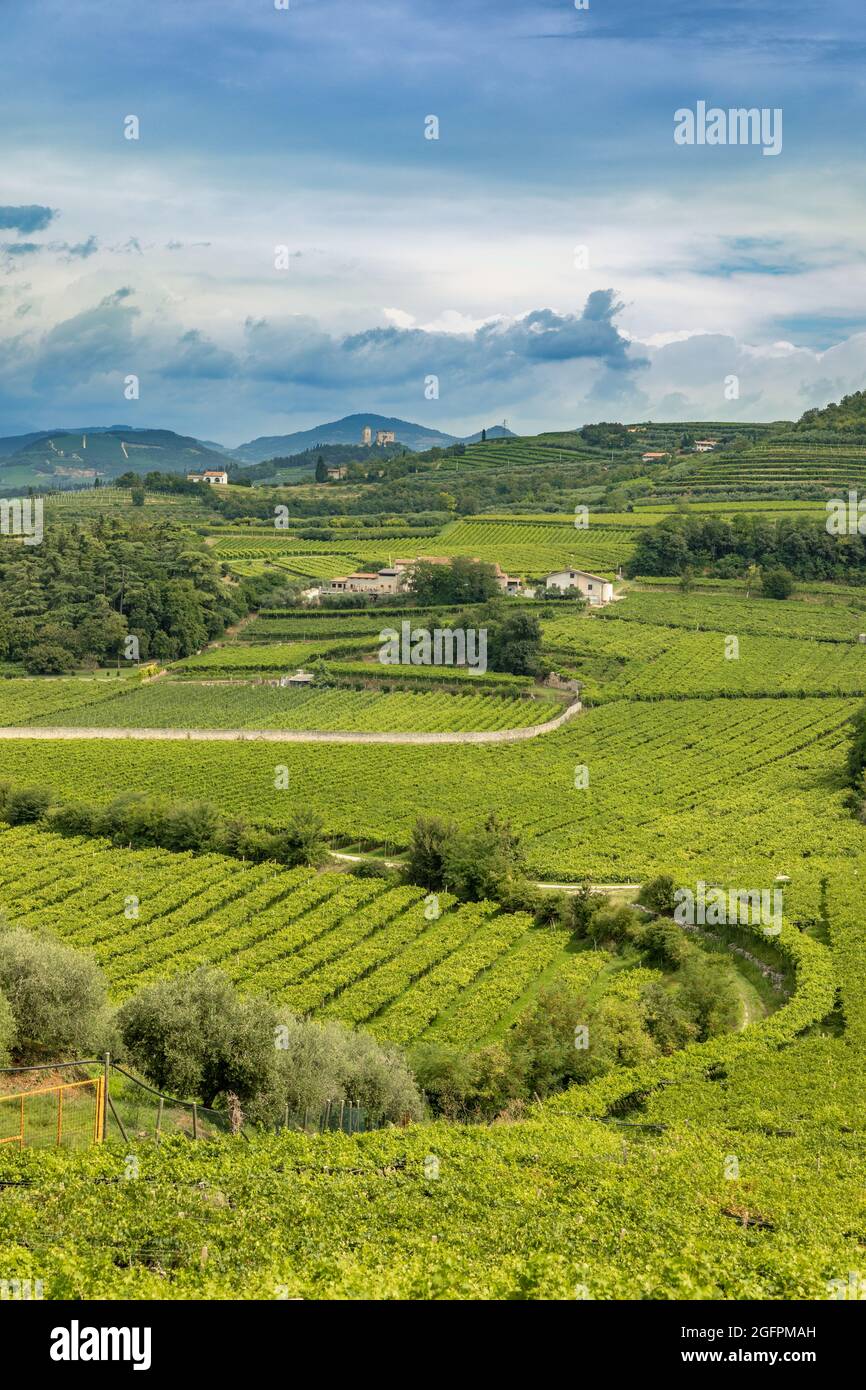 Italian landscape with grape vineyards of the Valpolicella Wine and olive yards at the base of the hill at the village of Colognola ai Colli Stock Photo