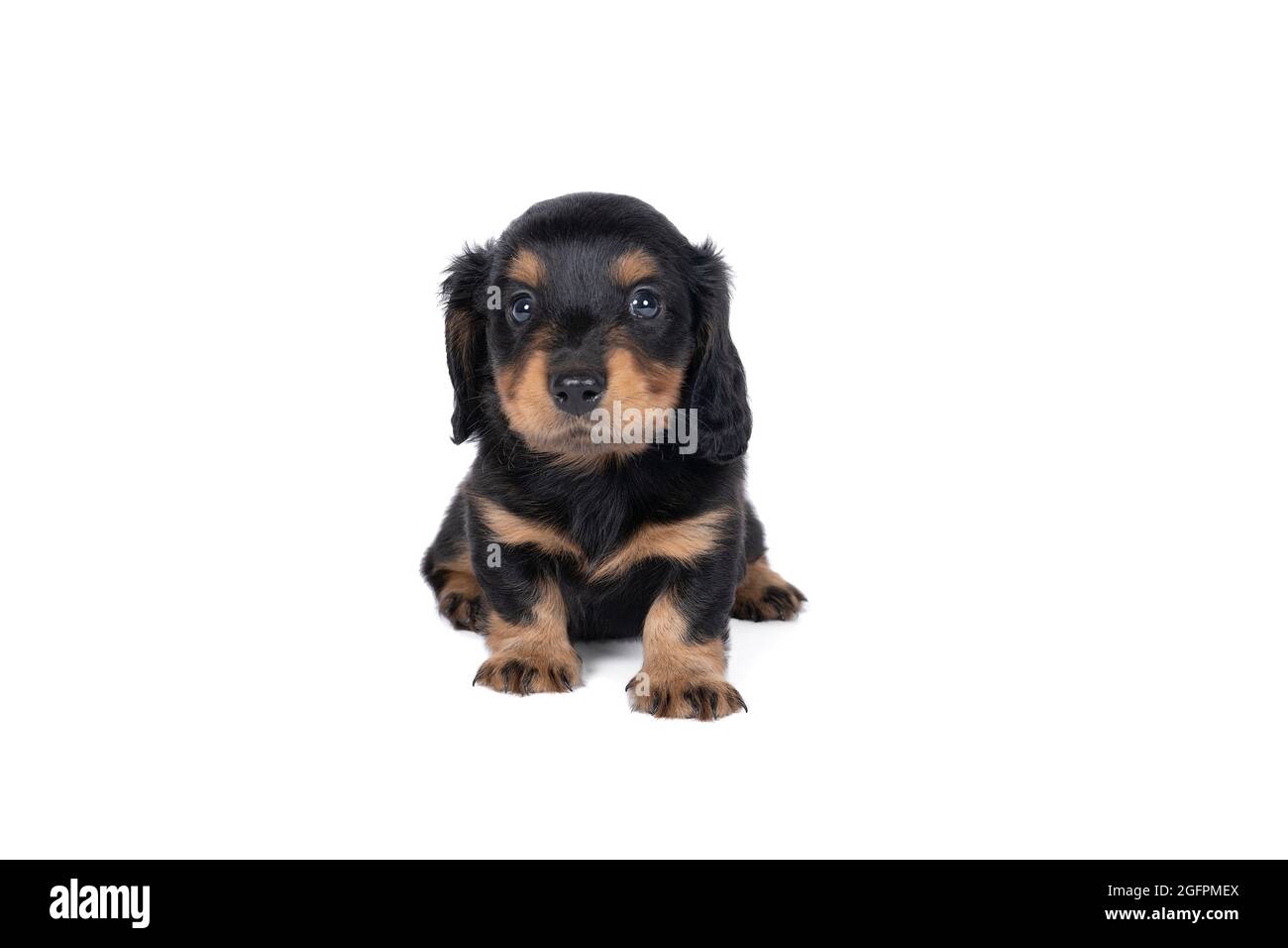 Closeup of a bi-colored longhaired  wire-haired Dachshund  dog isolated on a white background Stock Photo