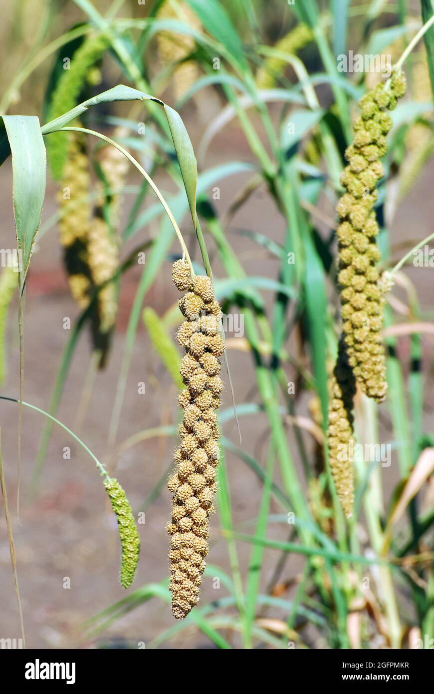 Foxtail millet, dwarf setaria, Italian millet, Kolbenhirse, Setaria