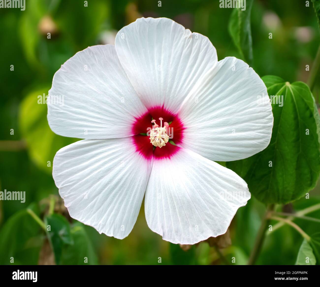 Hibiscus (Malvaceae, Hibiscus moscheutos, Hibiscus trionum) marsh white beautiful and delicate white flower with pink center and snow-white leaves. va Stock Photo