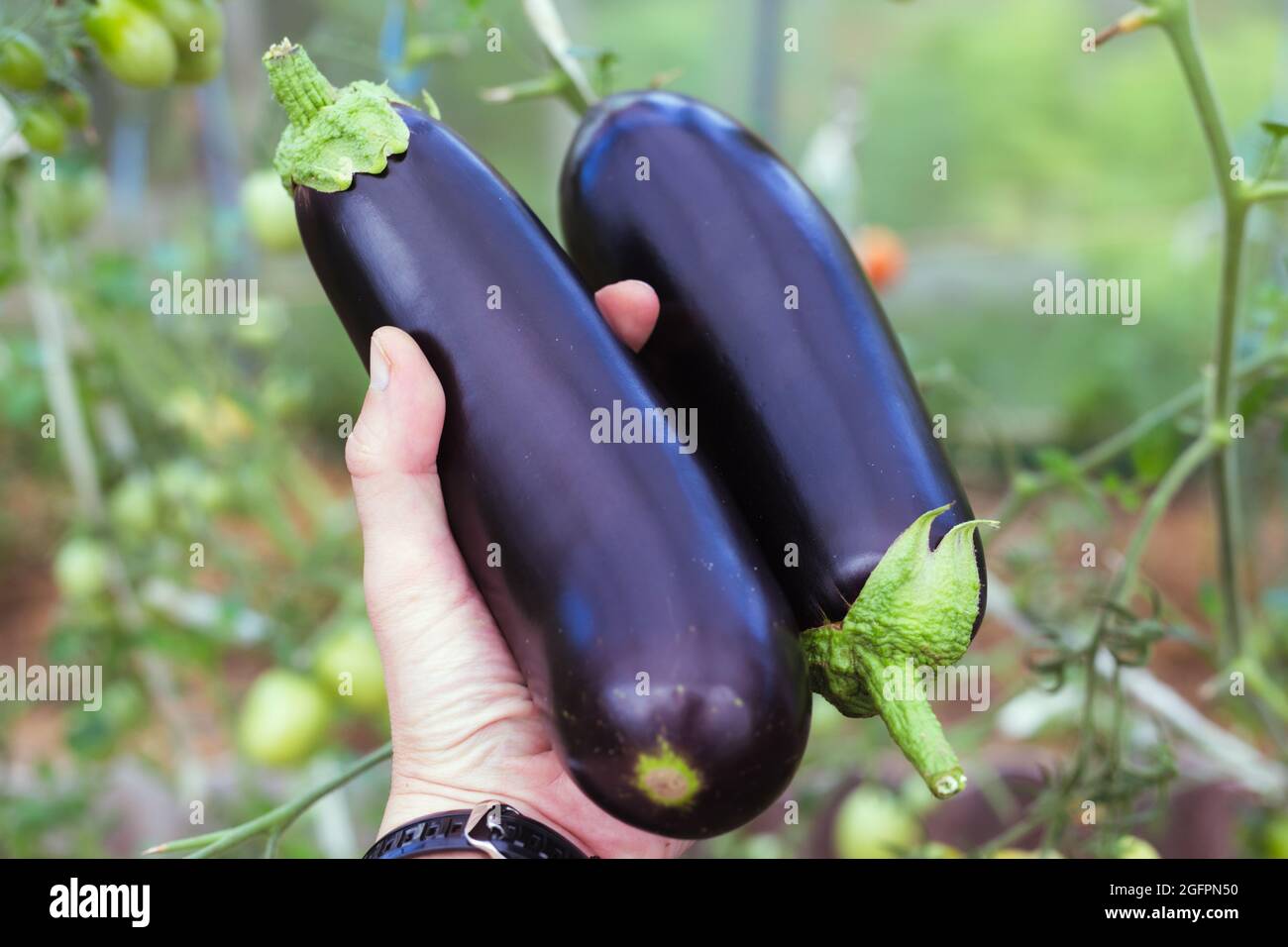 Holds greenhousegrown eggplants in hand. Eggplants in hand Stock Photo
