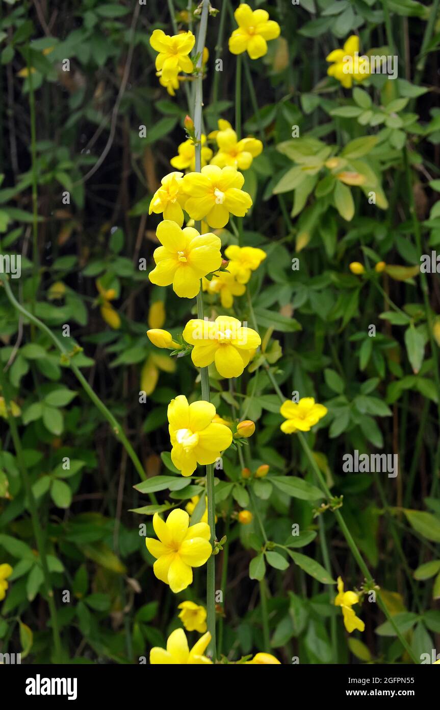 Primrose jasmine jasminum mesnyi hires stock photography and images