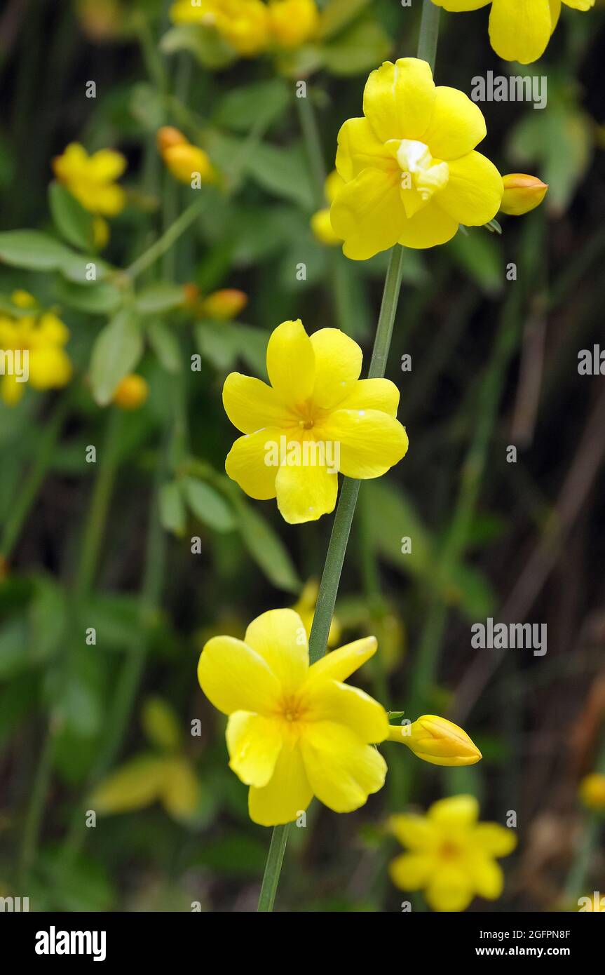 primrose jasmine or Japanese jasmine, Jasminum mesnyi, kínai jázmin Stock Photo