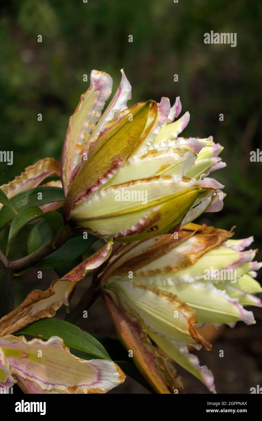 Pale pink petals turn to white hires stock photography and images Alamy