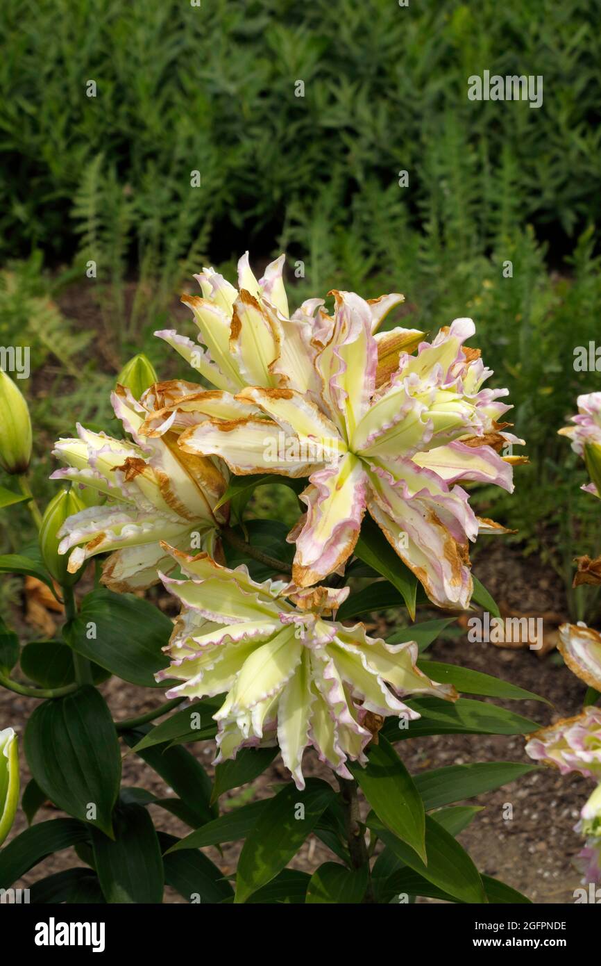 Botrytis Blight Fungus takes over Double Oriental Lilies in a Garden