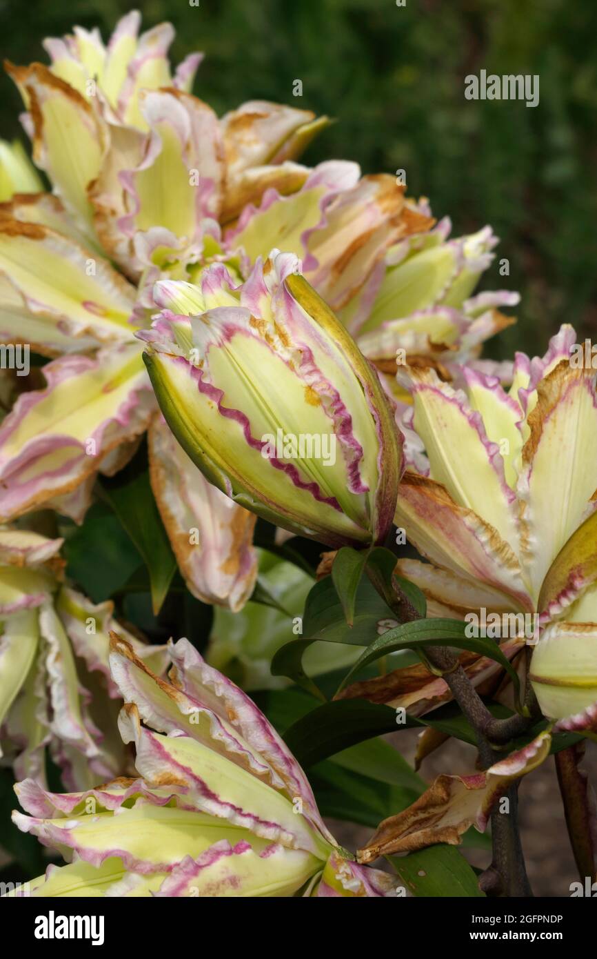 Botrytis Blight Fungus takes over Double Oriental Lilies in a Garden
