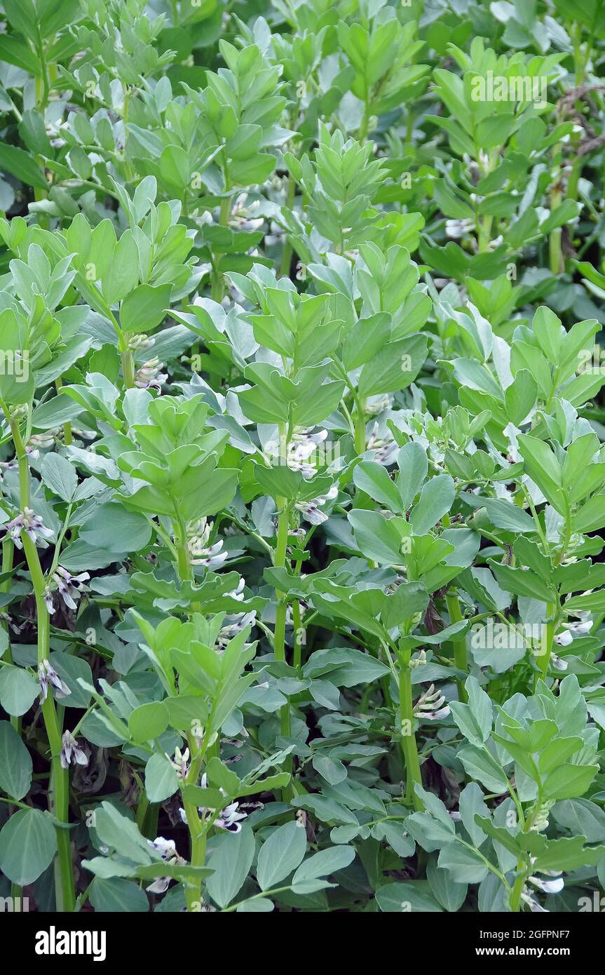 broad bean, fava bean, or faba bean, Ackerbohne, Vicia faba, lóbab,  Hungary, Magyarország, Europe Stock Photo - Alamy