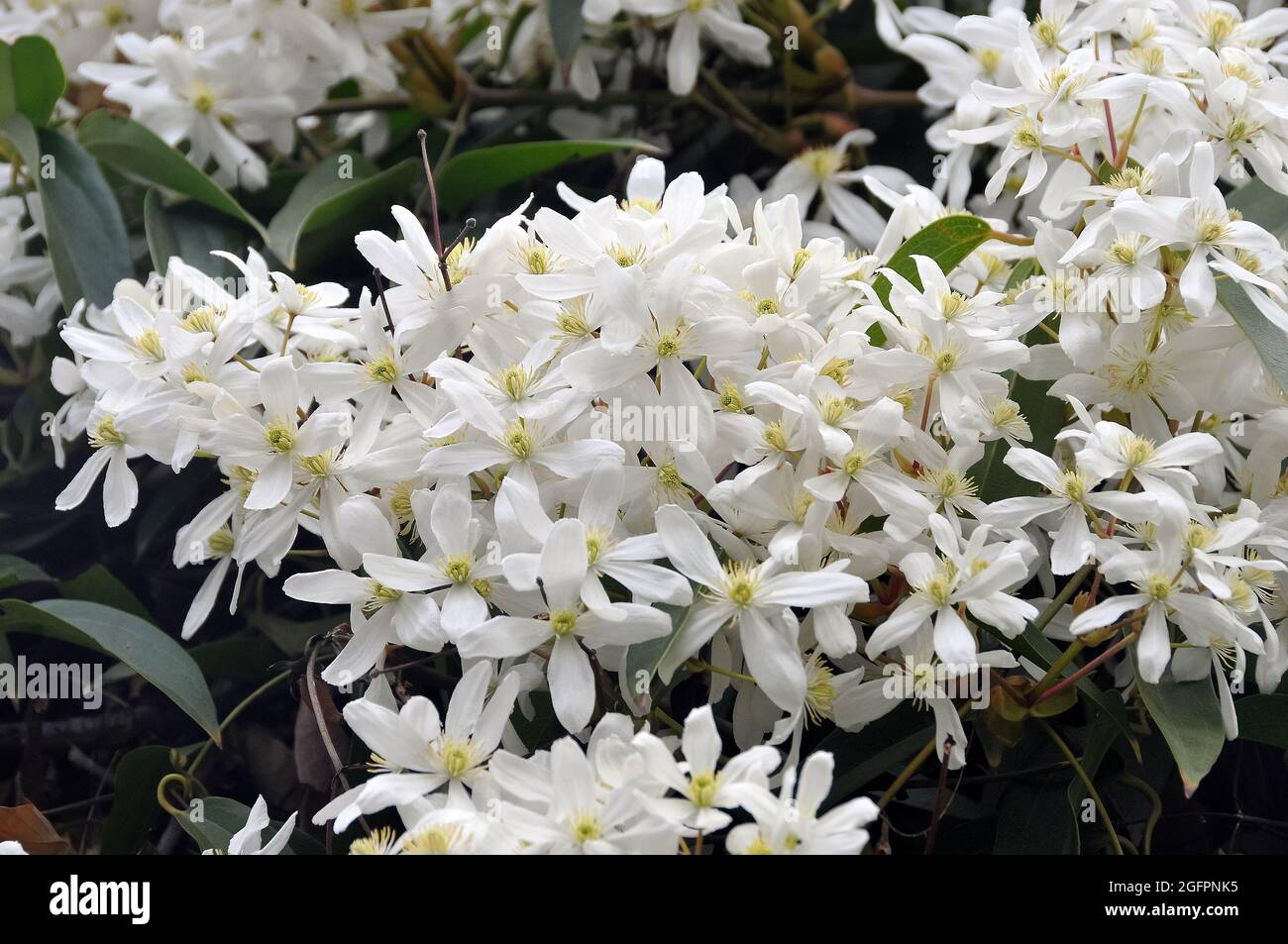 Clematis armandii Snowdrift evergreen fragrant white spring flowering grown in 1 litre pot on tripod of 60cm canes. 