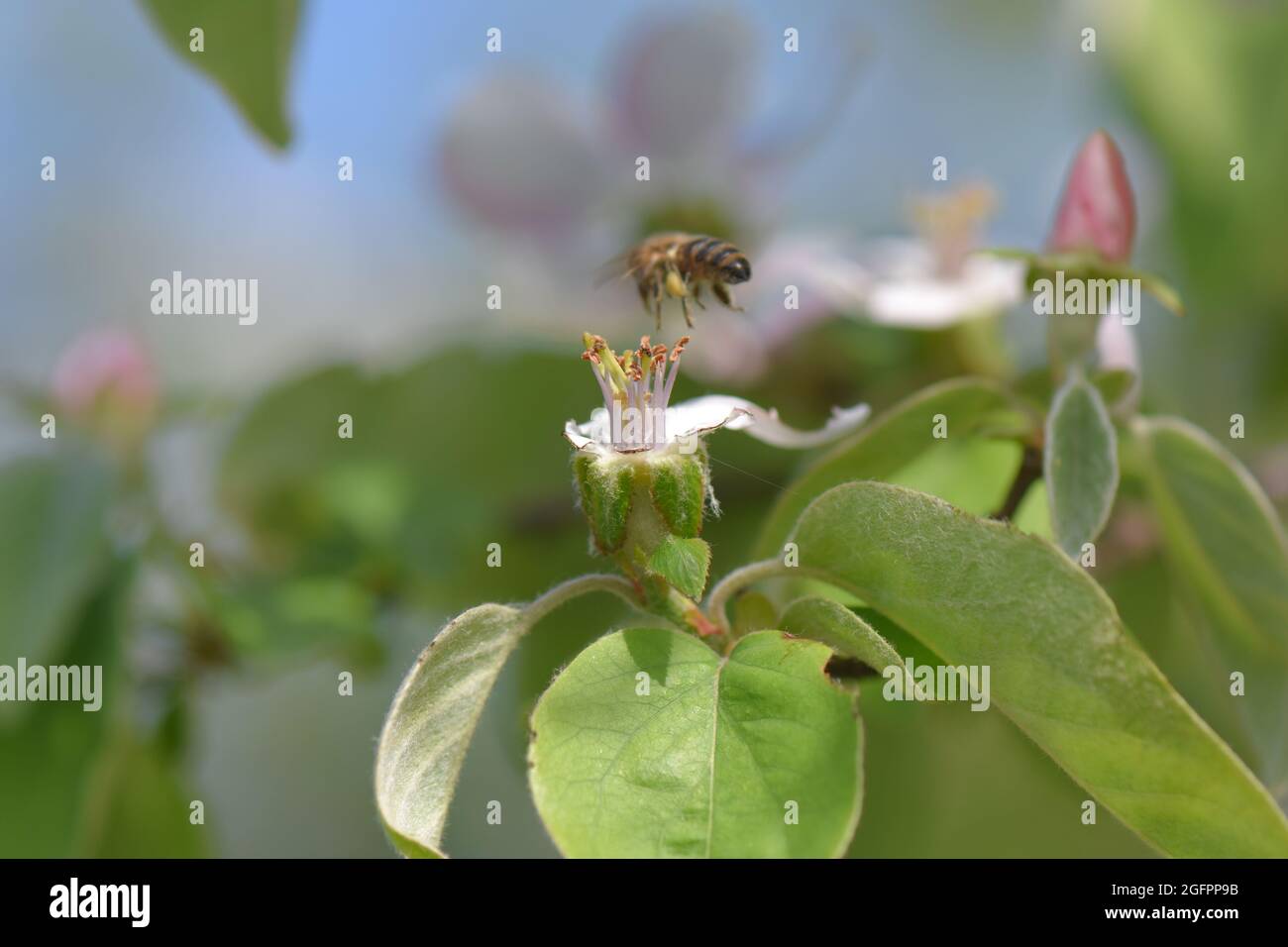 Closeup of a bee collecting pollen from an apple tree flower Stock Photo