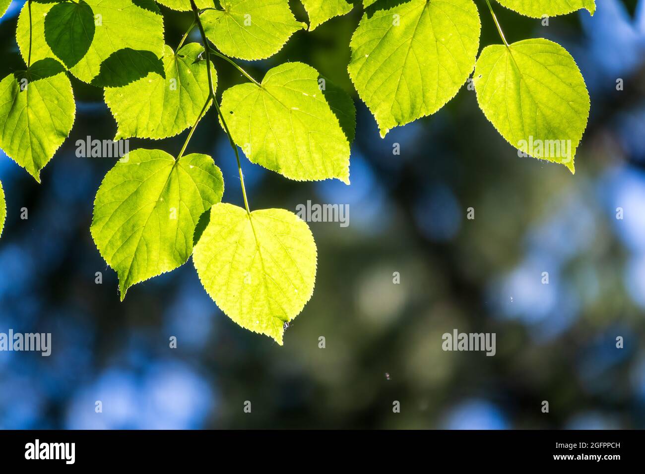 Branches with spring leaves common aspen, Populus tremula. Floral ...