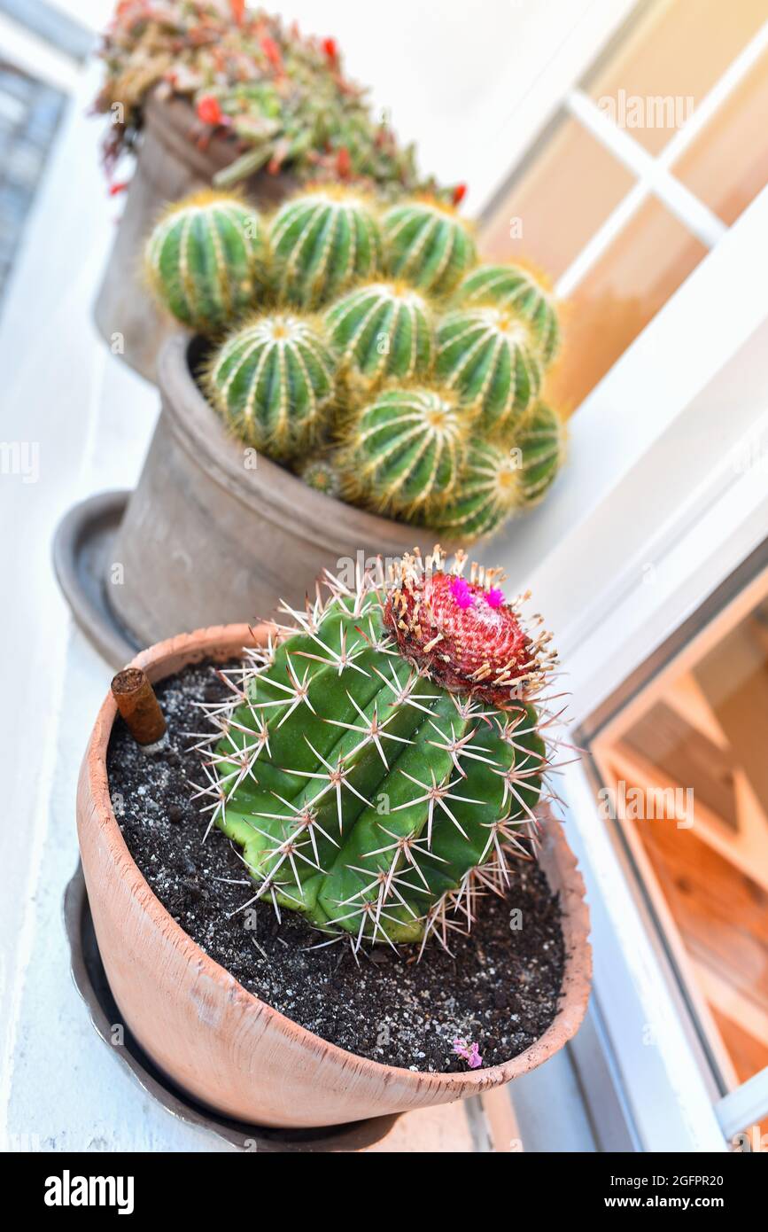 Selective focus of a Turk's-cap cactus in a pot on the windowsi Stock Photo  - Alamy