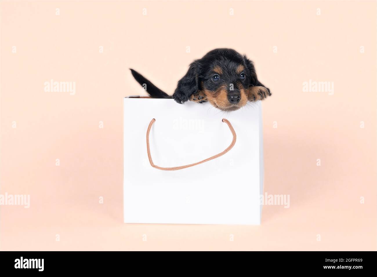 One bi-colored and blonde longhaired  Dachshund dog pup in a shoppingbag isolated on a beige background Stock Photo