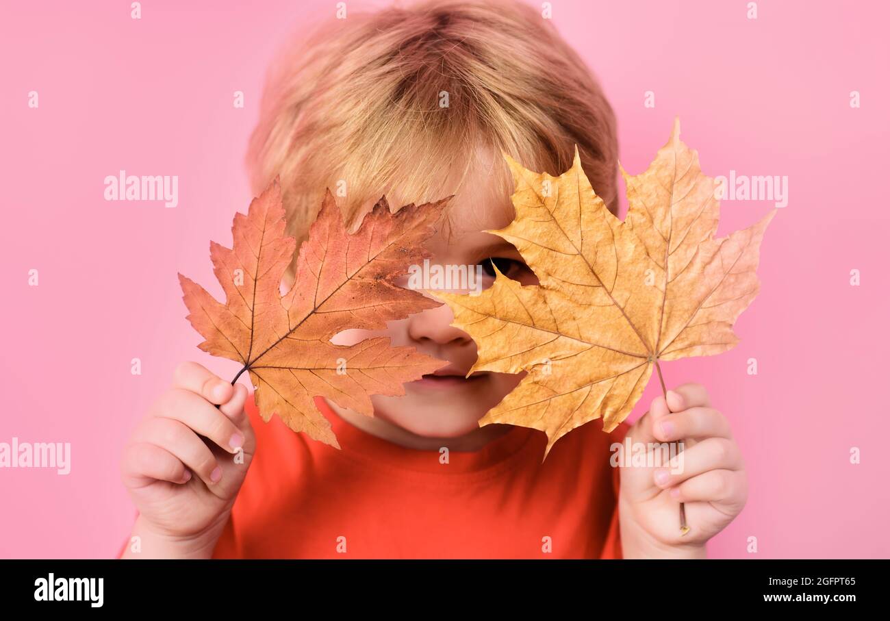 Kid playing with maple leaves. Happy childhood. Autumn time. Little child with Yellow leaf Stock Photo