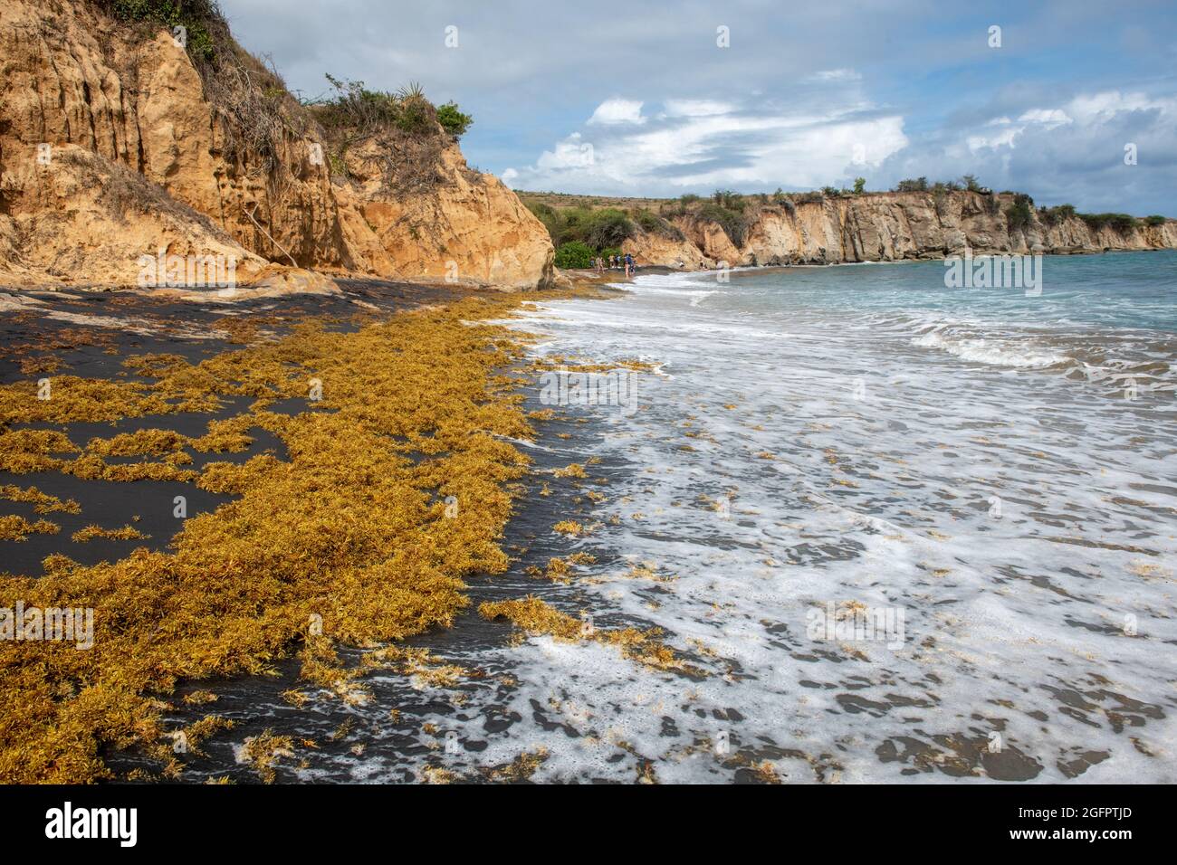 Seaweed being washed onto the shore at Vieques' Black Sand Beach