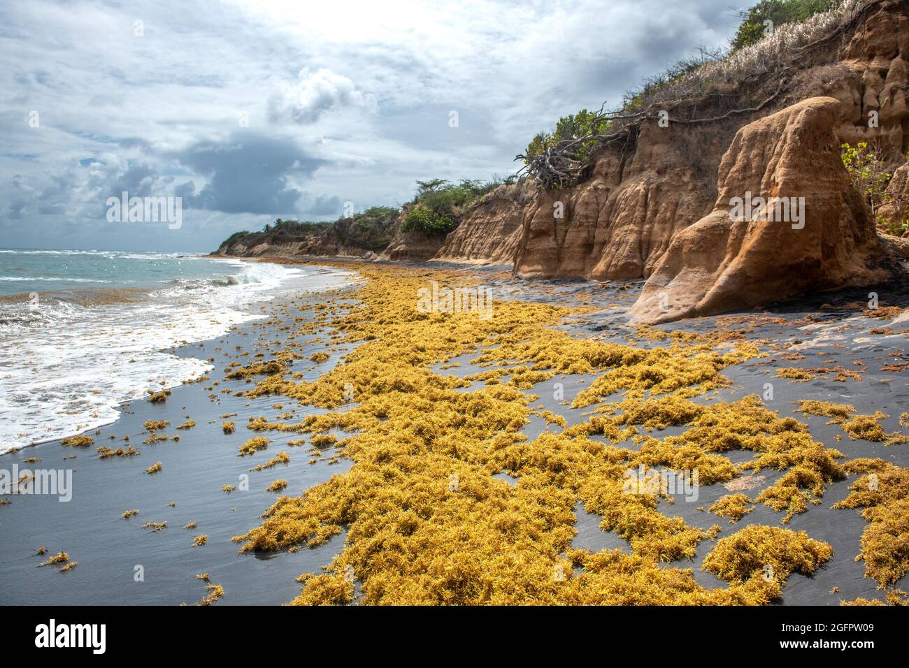 Seaweed being washed onto the shore at Vieques' Black Sand Beach