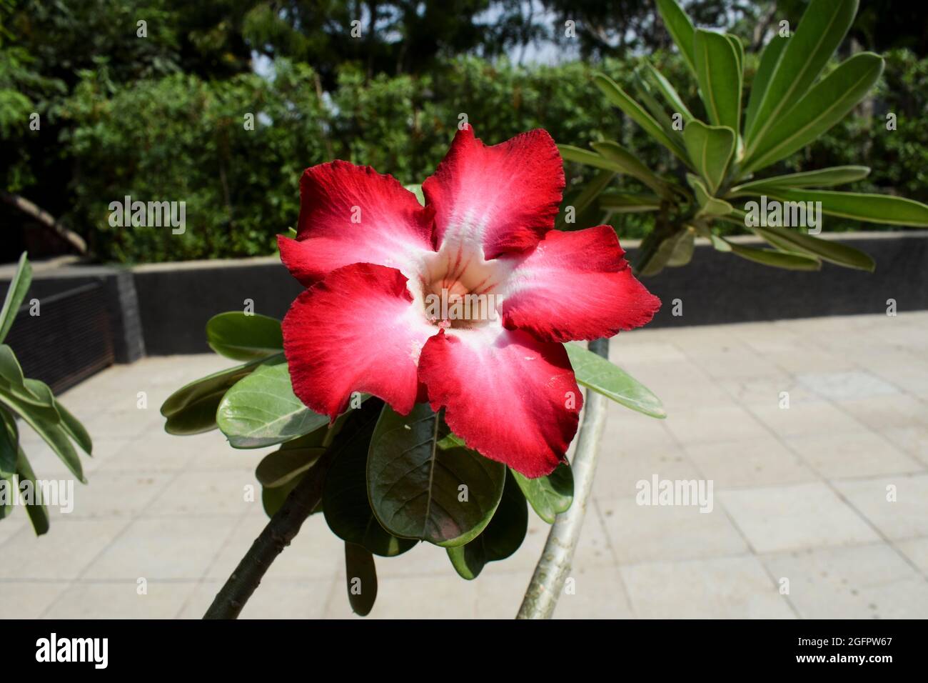 Beautiful Ornamental flowering bonsai plant Adenium also known as Desert rose or Japanese frangipani. Dark bright pink shaded with white trumpet shape Stock Photo