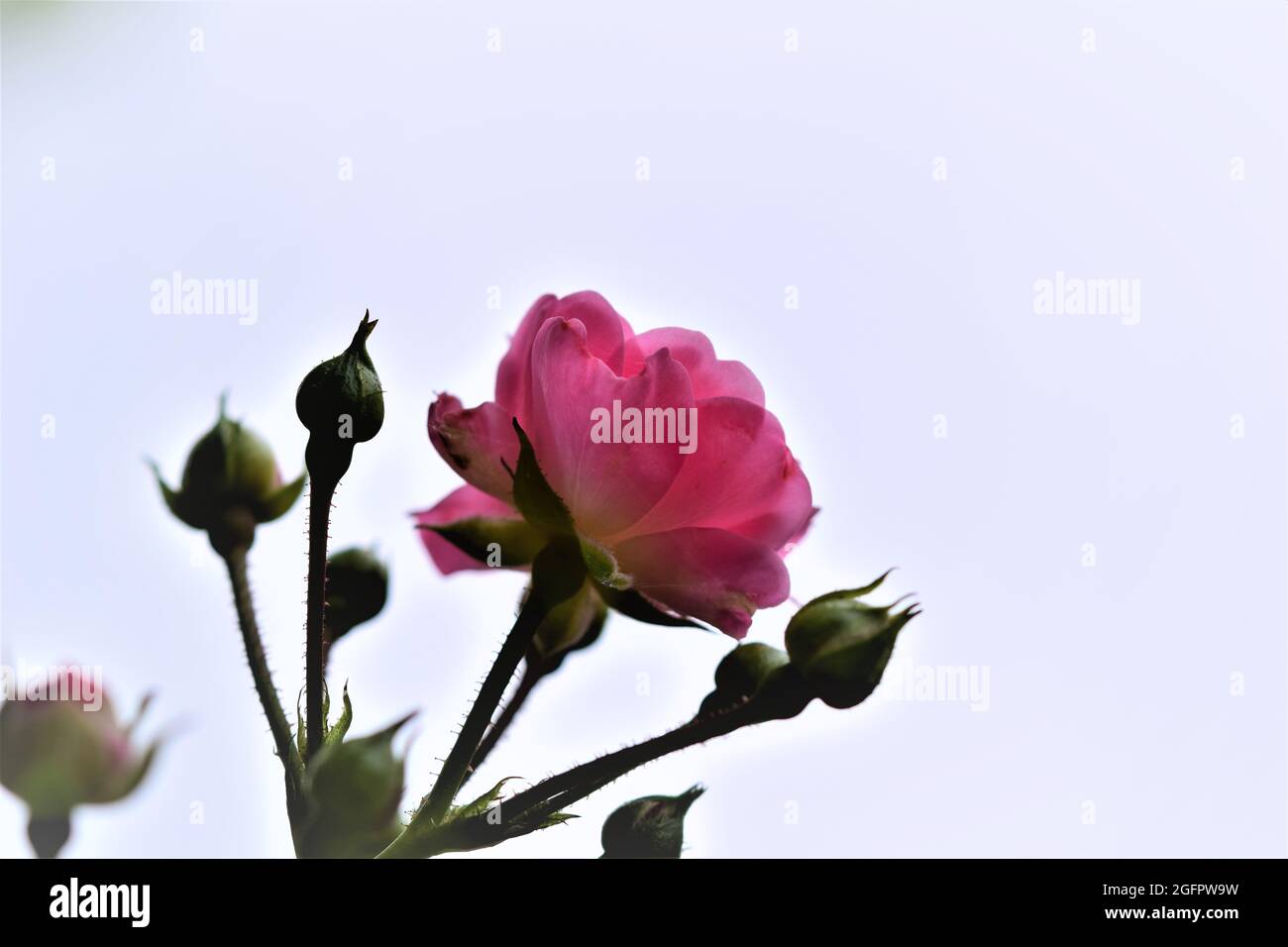 Close up of pink rose blossom on the bush Stock Photo