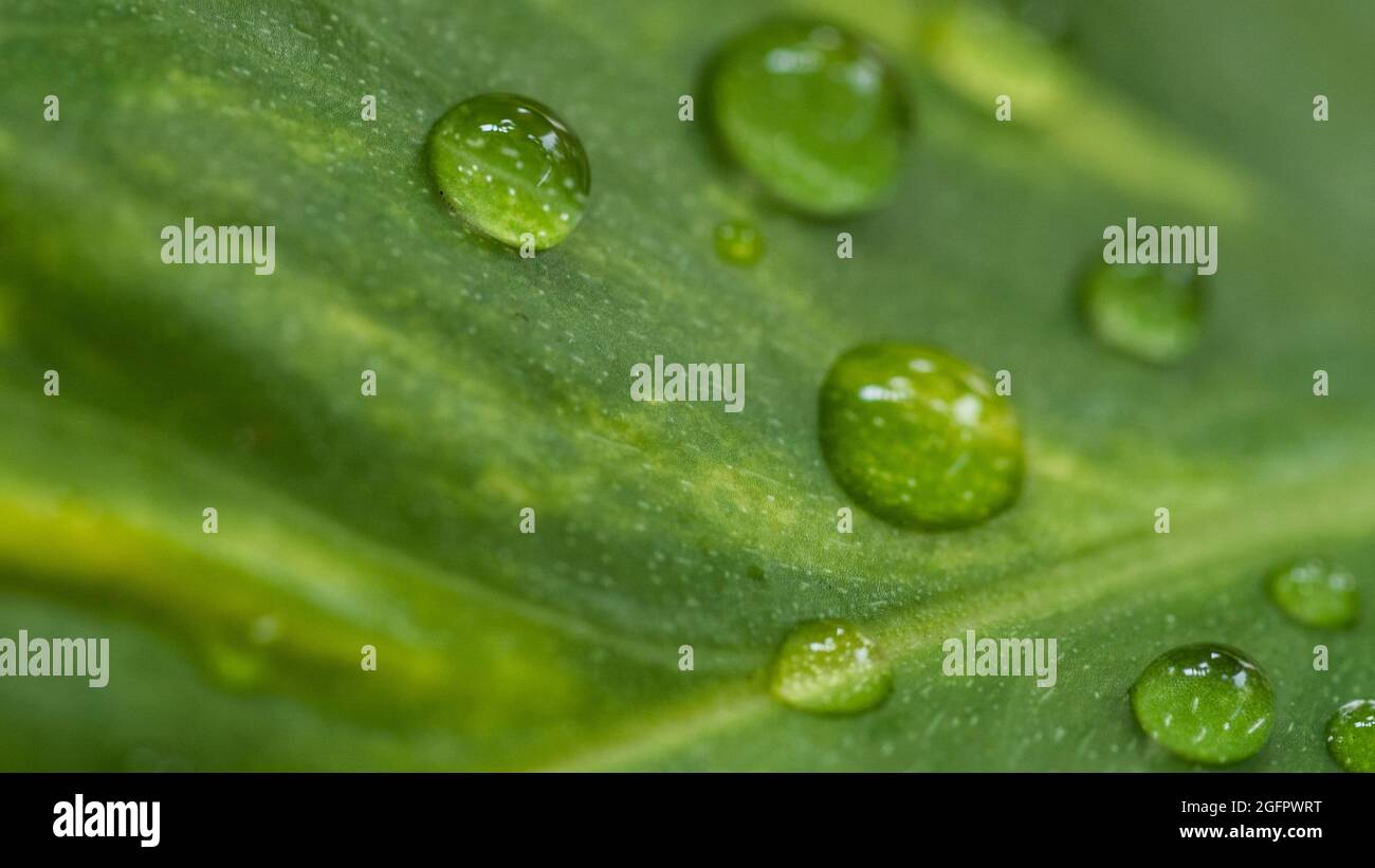 Closeup shot of water droplets on a green leaf surface Stock Photo