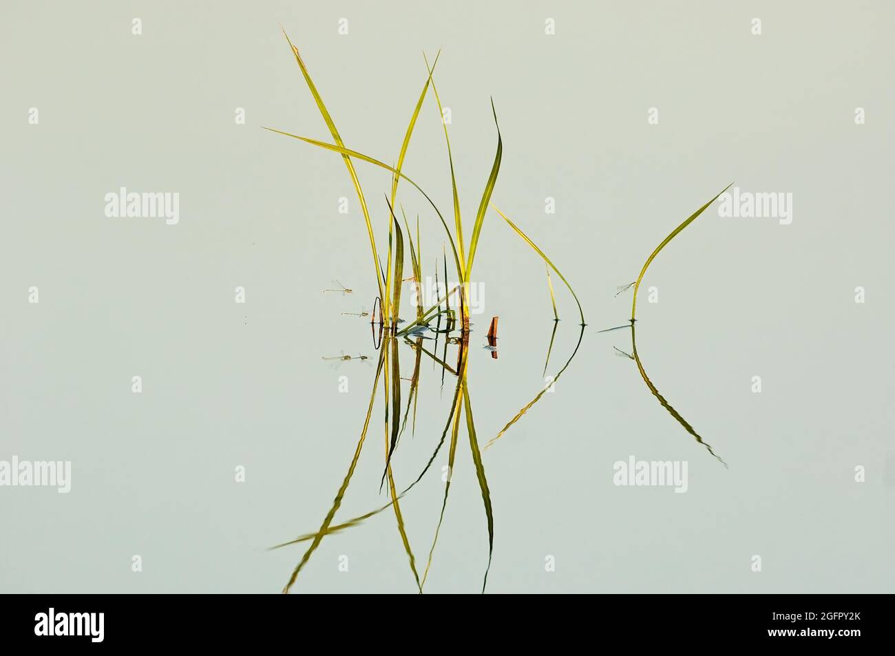 Image of grasses growing in wetland habitat Stock Photo