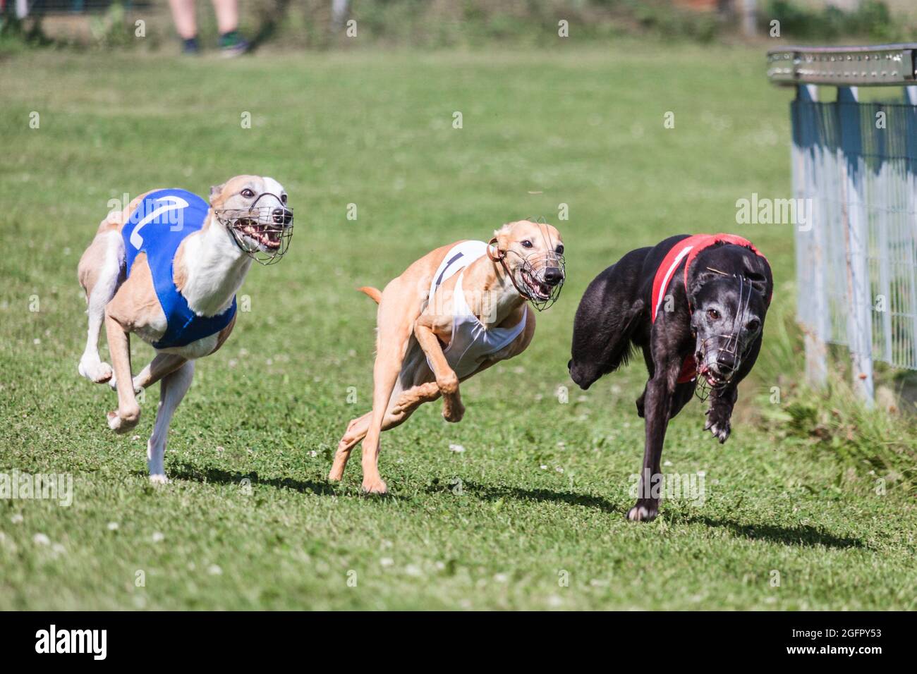 Three whippet dogs running at racing ring competion Stock Photo - Alamy