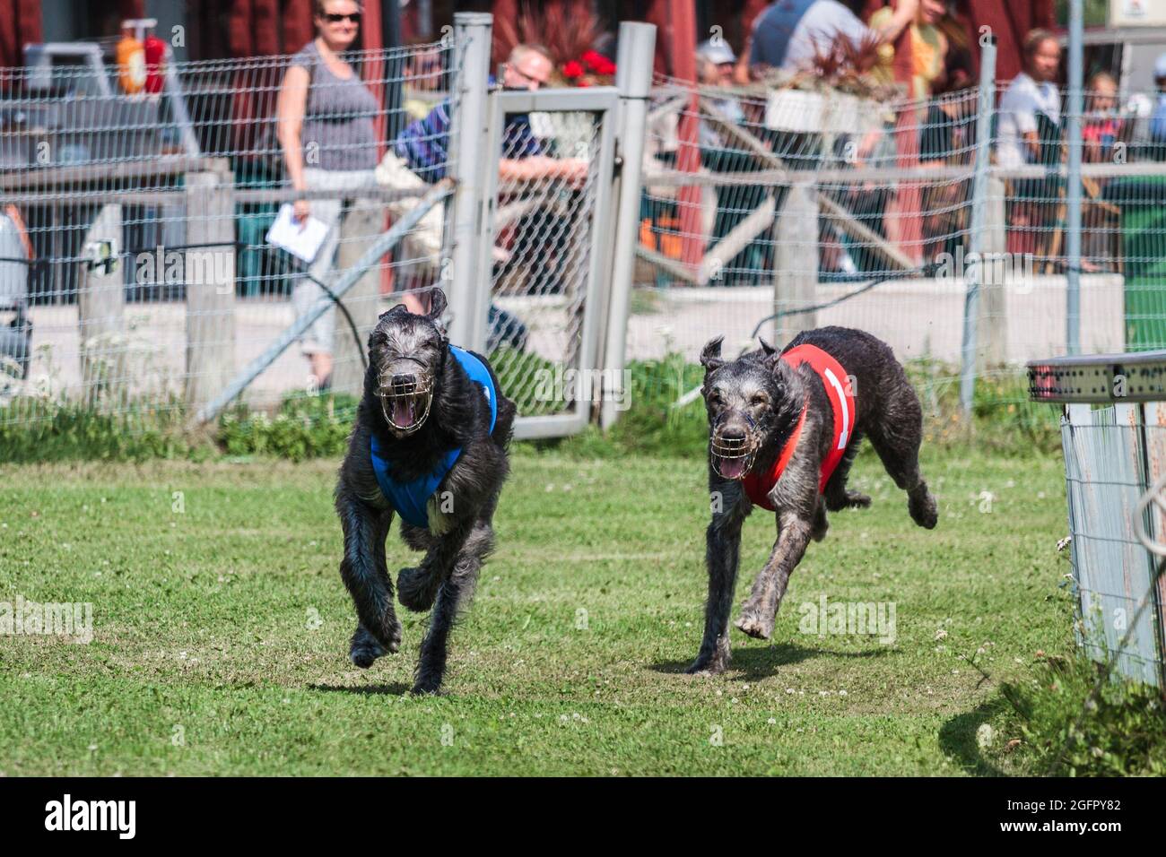 two greyhound dogs running at racing ring competion Stock Photo - Alamy