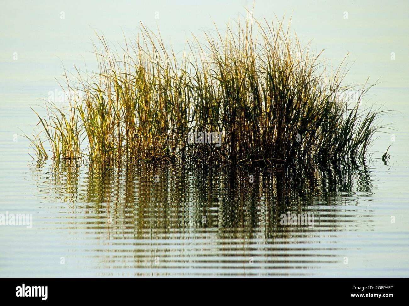 Spartina Grasses. Spartina Alterniflora. Jamaica Bay, Gateway. Spartina grasses in a salt marsh are able to thrive in a saline water environment. Stock Photo