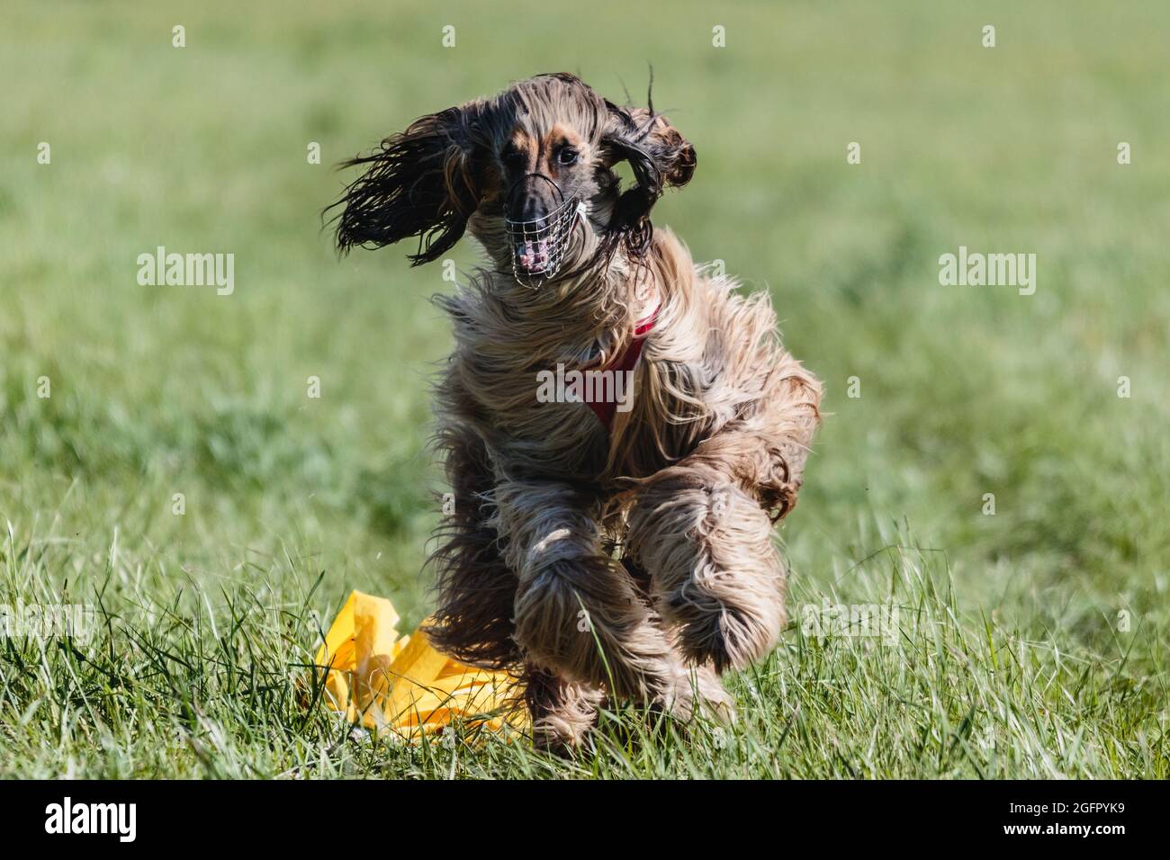 afghan borzoi dog running lure coursing competition on green field Stock Photo
