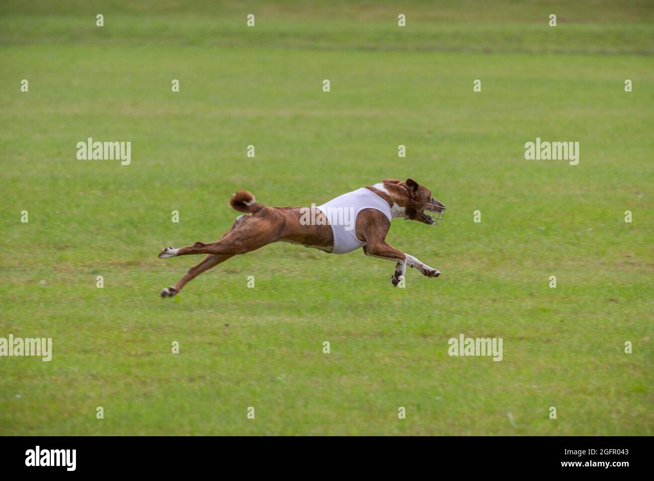 basenji dog lifted off the ground during the dog race competition Stock