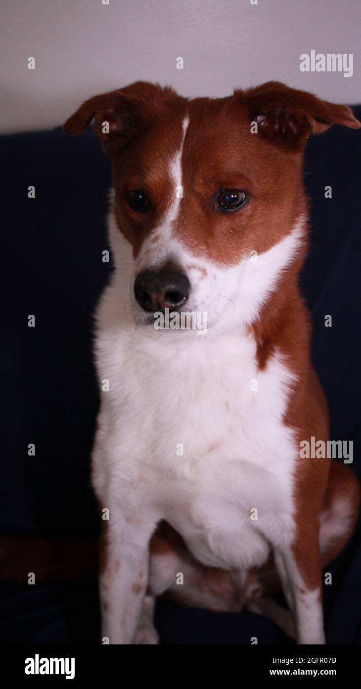 Dog laying on a blue couch Stock Photo - Alamy