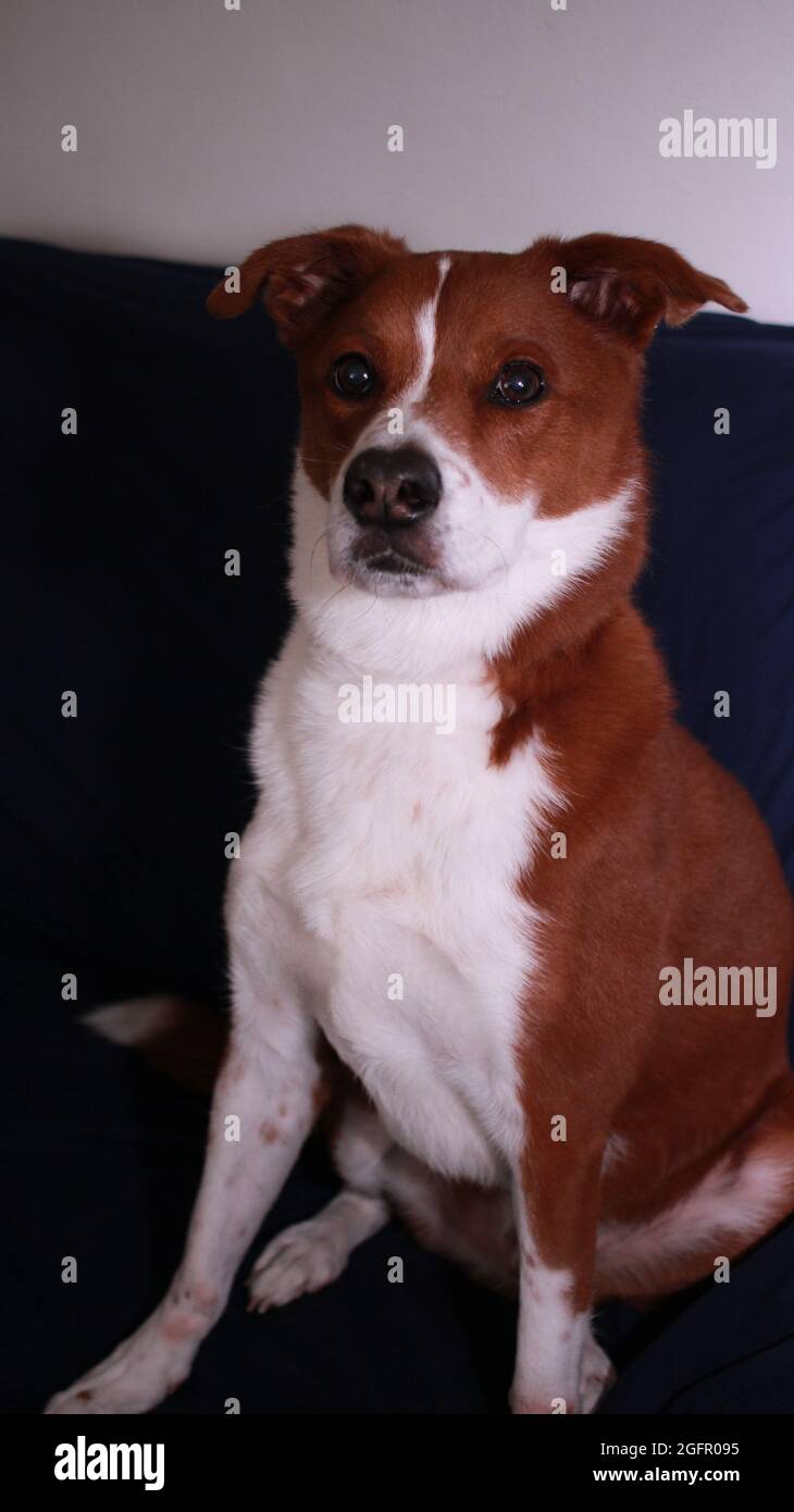 Dog laying on a blue couch Stock Photo - Alamy