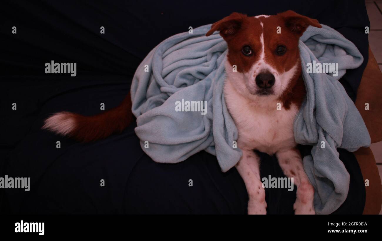 Dog laying on a blue couch Stock Photo - Alamy