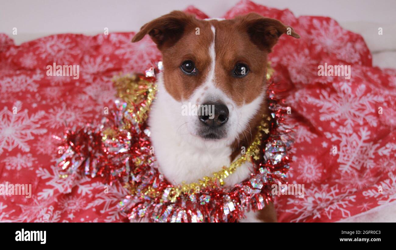 Dog dressed up for Christmas and holidays Stock Photo Alamy