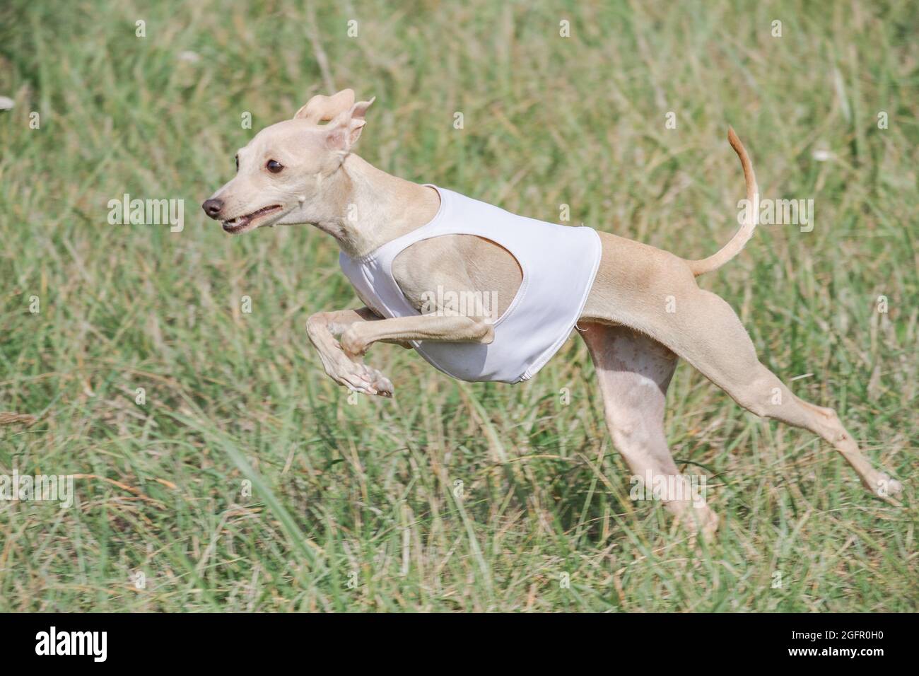 Italian greyhound cheap running