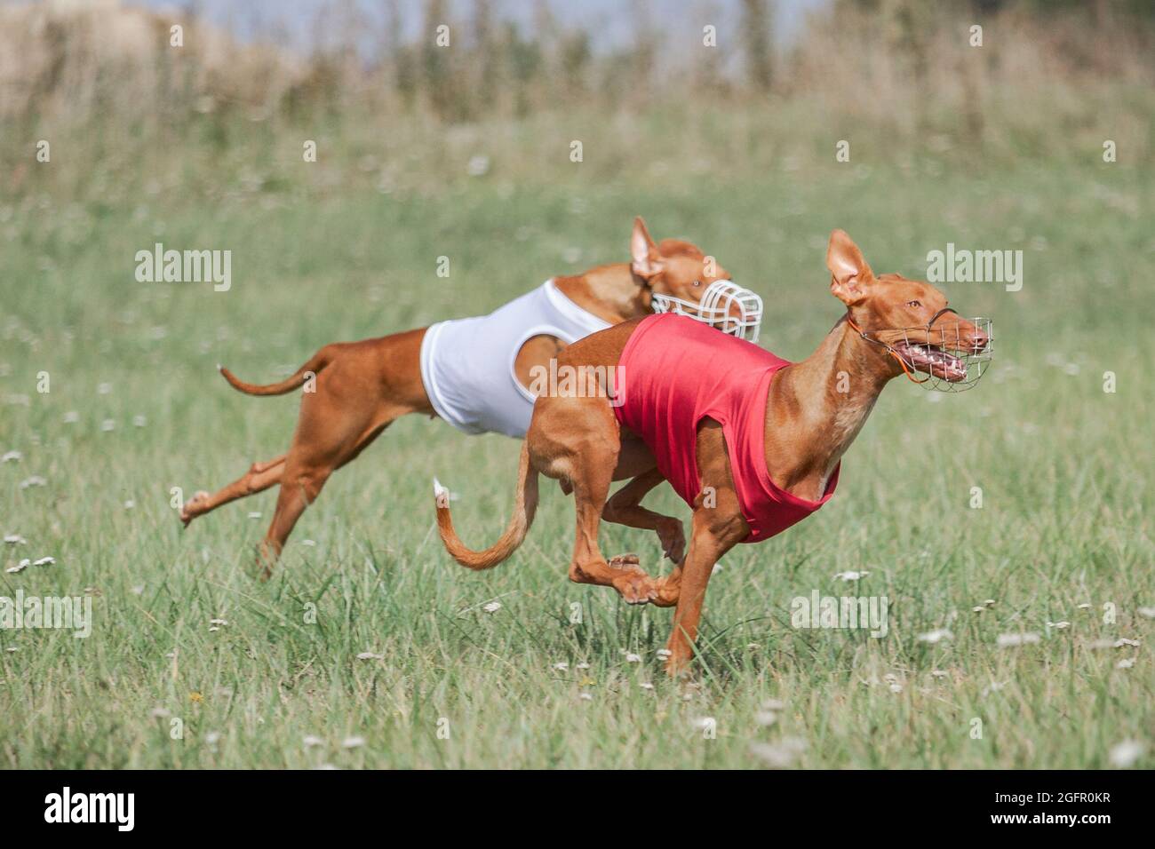 Two pharaoh hound dog running full speed at lure coursing sport