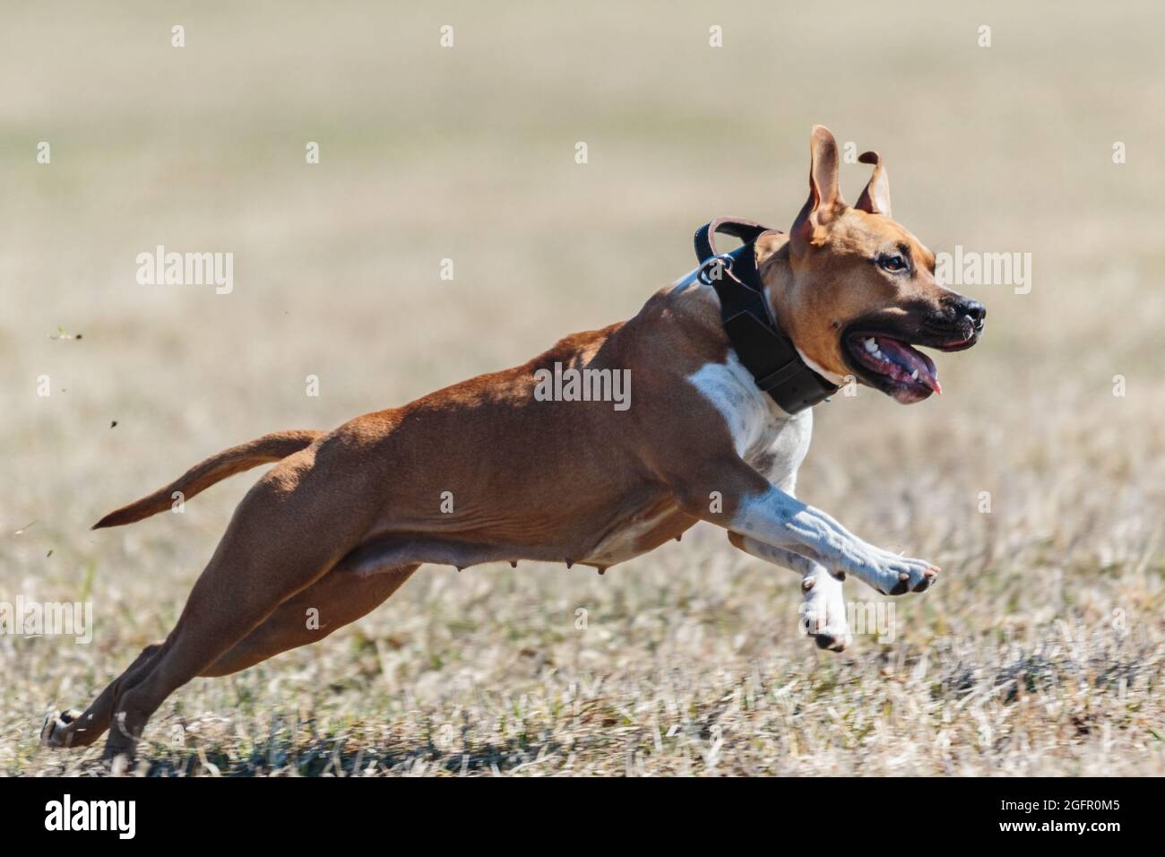 English Staffordshire Bull Terrier Standing above the Pool in Summer. Blue  Staffy Posing with Tongue Out in the Czech Garden during Sunny Summer Day.  Stock Photo